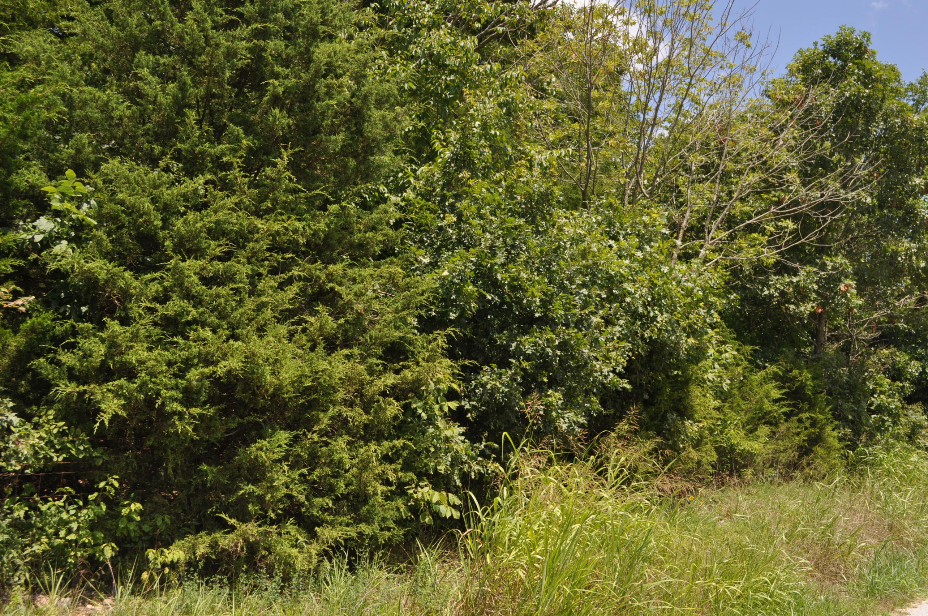 Photo 4 - Land for sale – 000 E 517th Road   Halfway, MO
