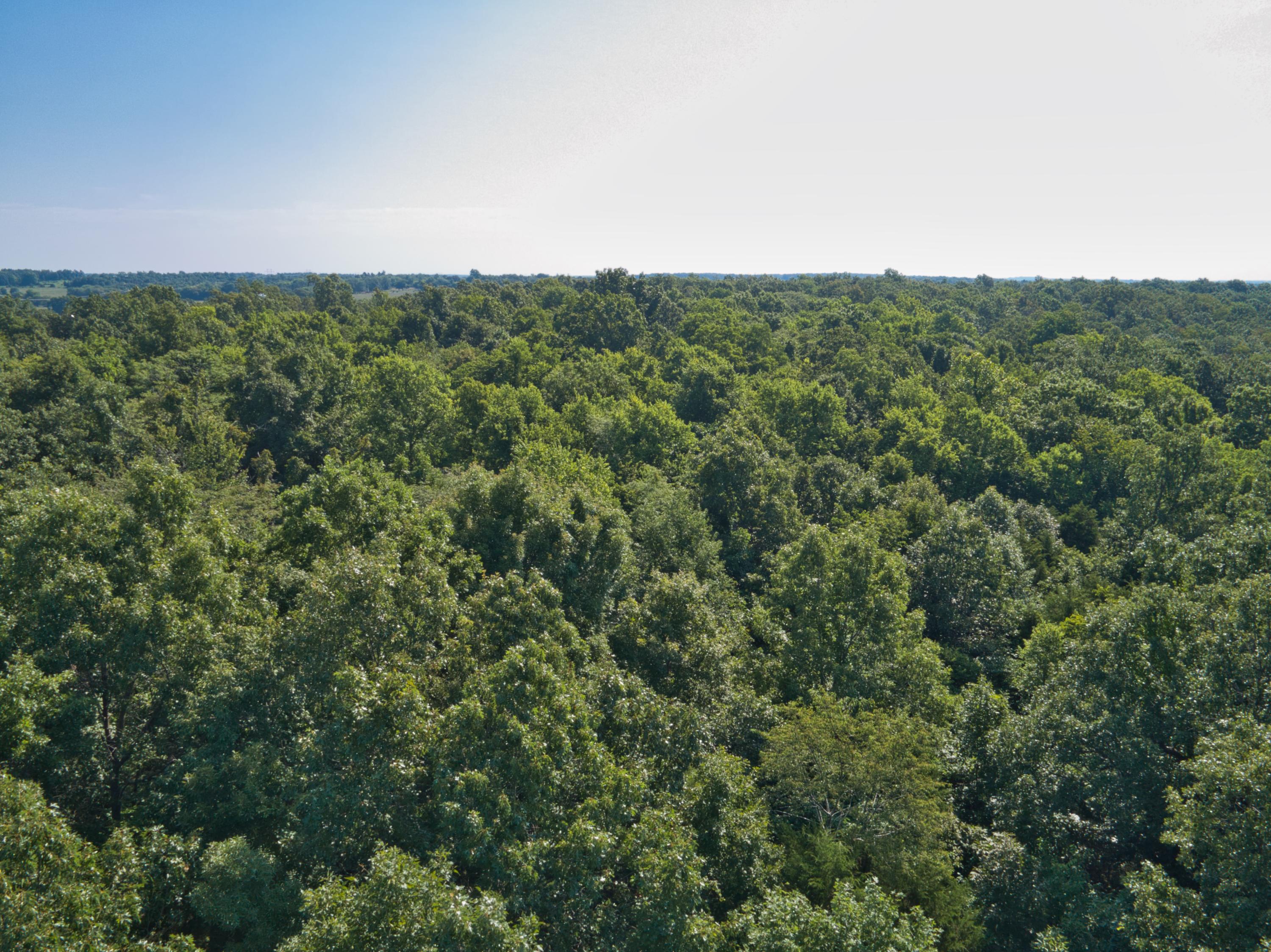 Photo 6 - Land for sale – 000 E 517th Road   Halfway, MO