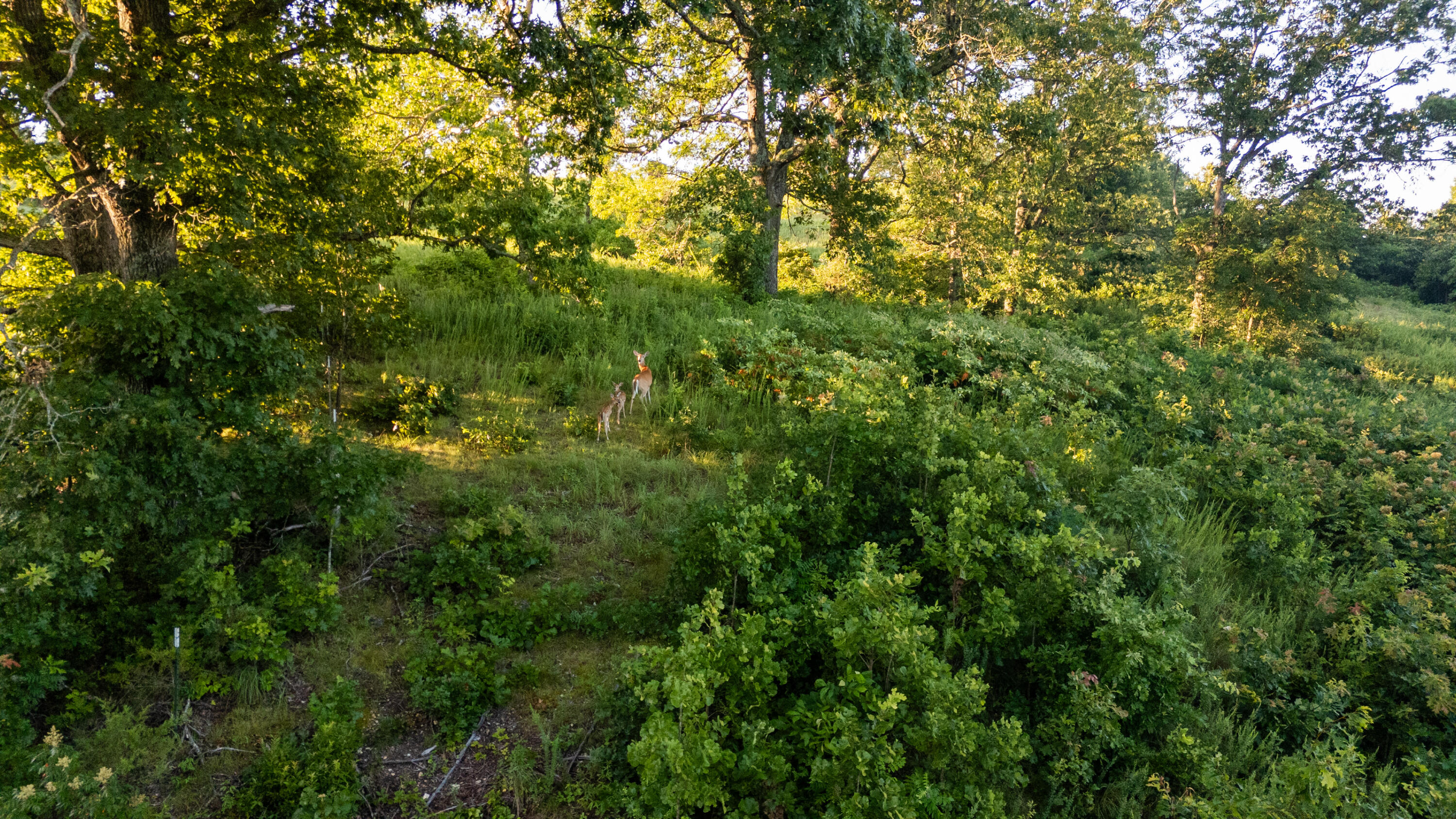Photo 2 - Land for sale – 000  Jasper Rd   Spokane, MO