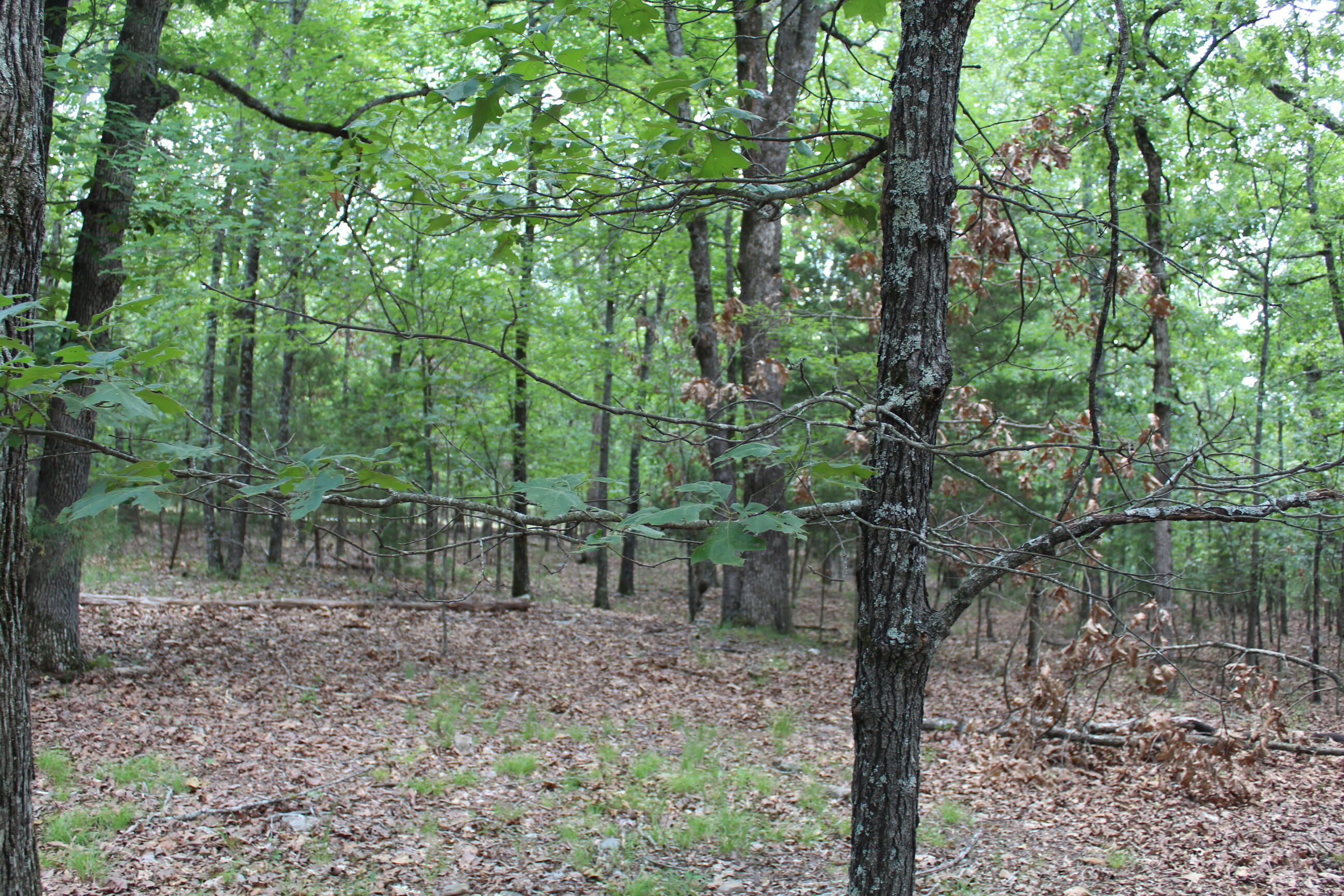 Photo 7 - Land for sale – 000  Country Club Drive  Theodosia, MO