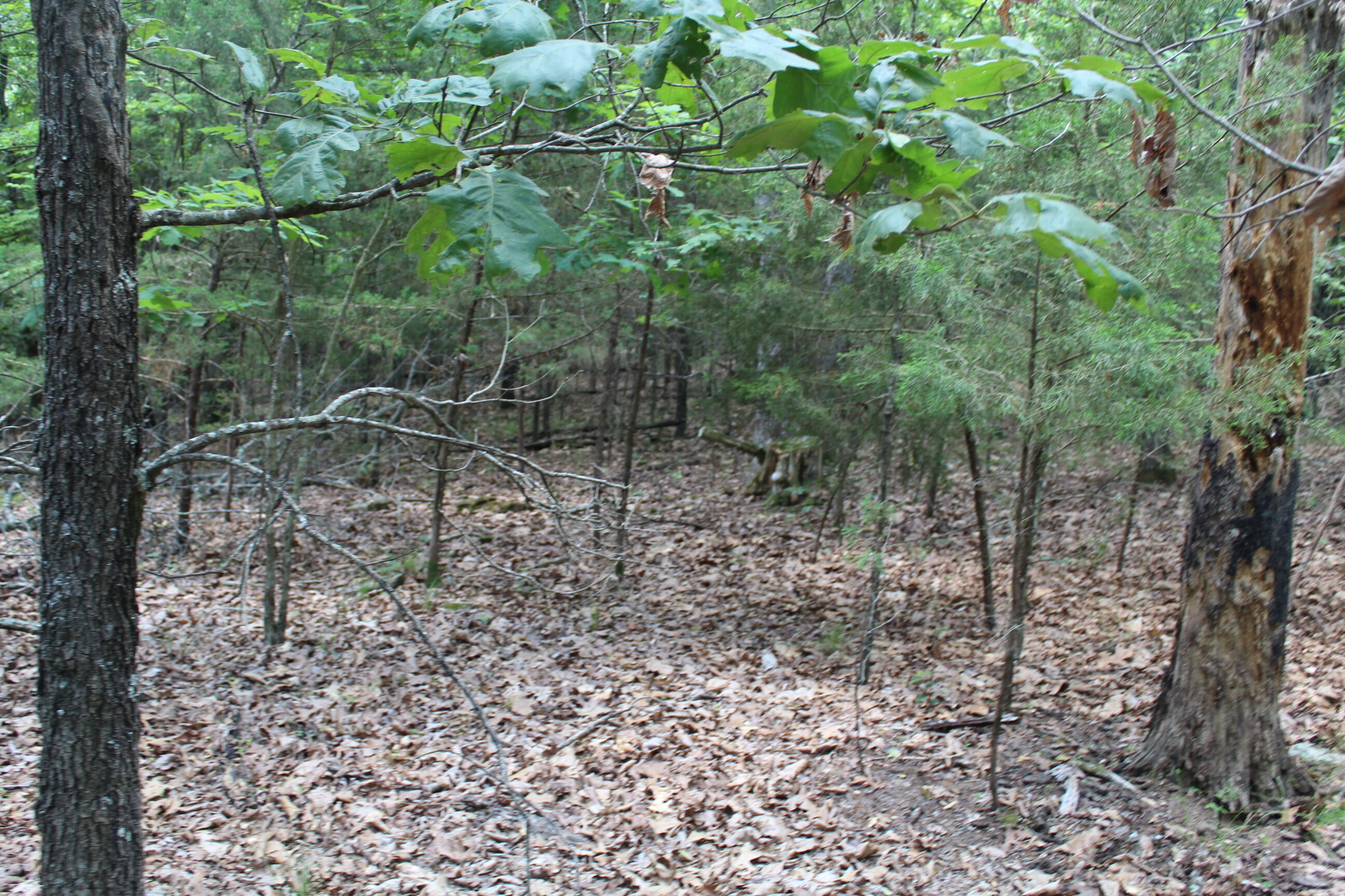 Photo 5 - Land for sale – 000  Country Club Drive  Theodosia, MO
