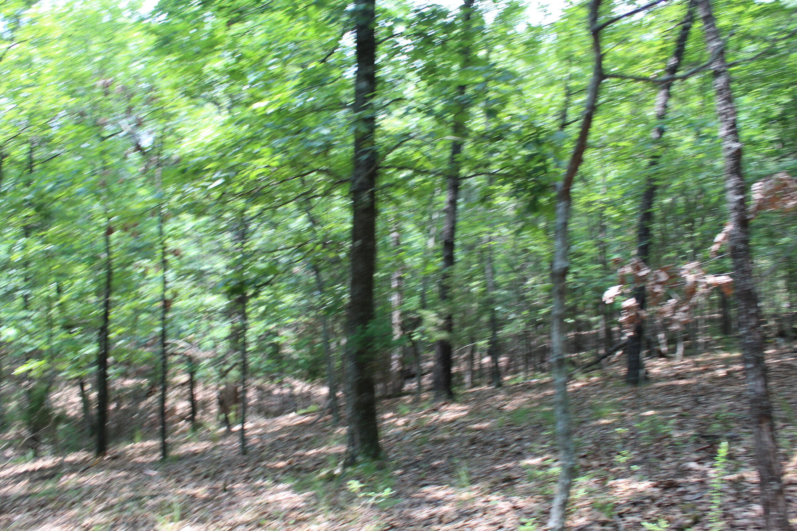 Photo 2 - Land for sale – 000  Country Club Drive  Theodosia, MO