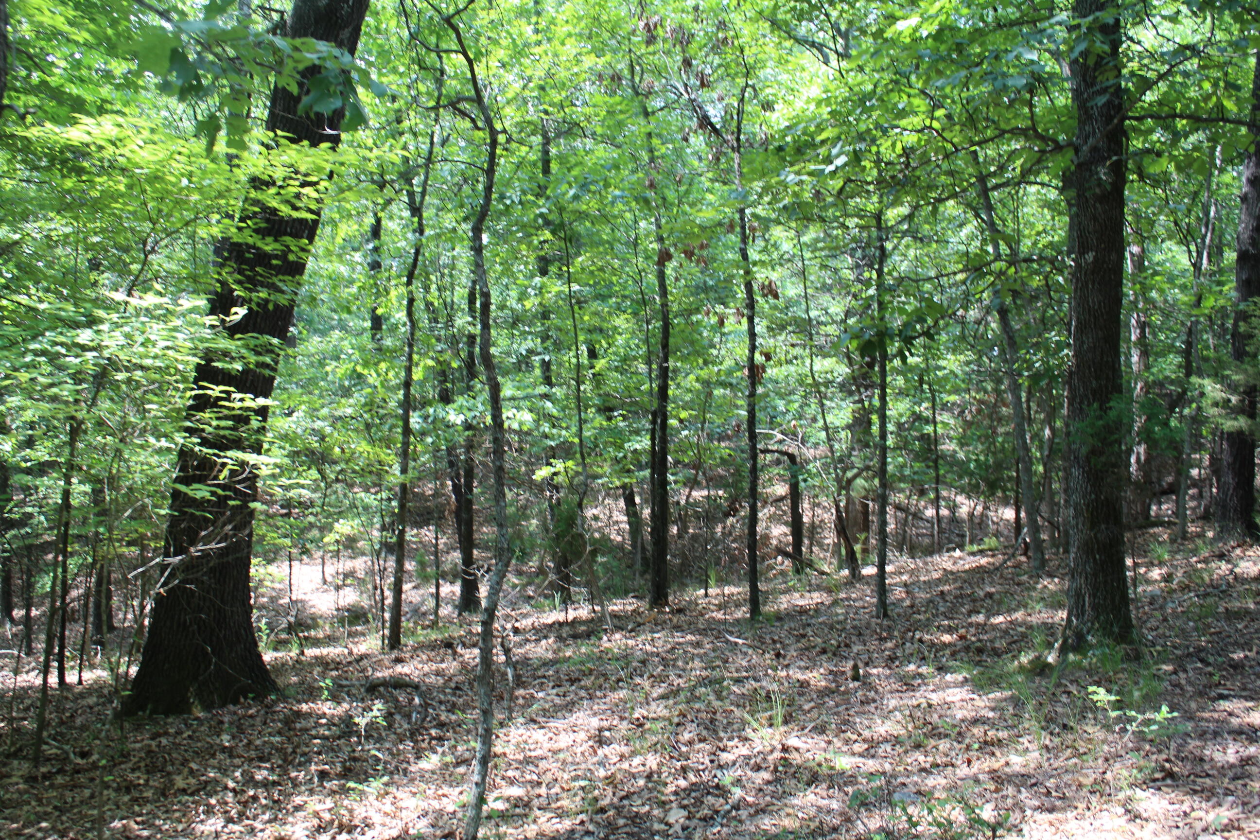Photo 3 - Land for sale – 000  Country Club Drive  Theodosia, MO