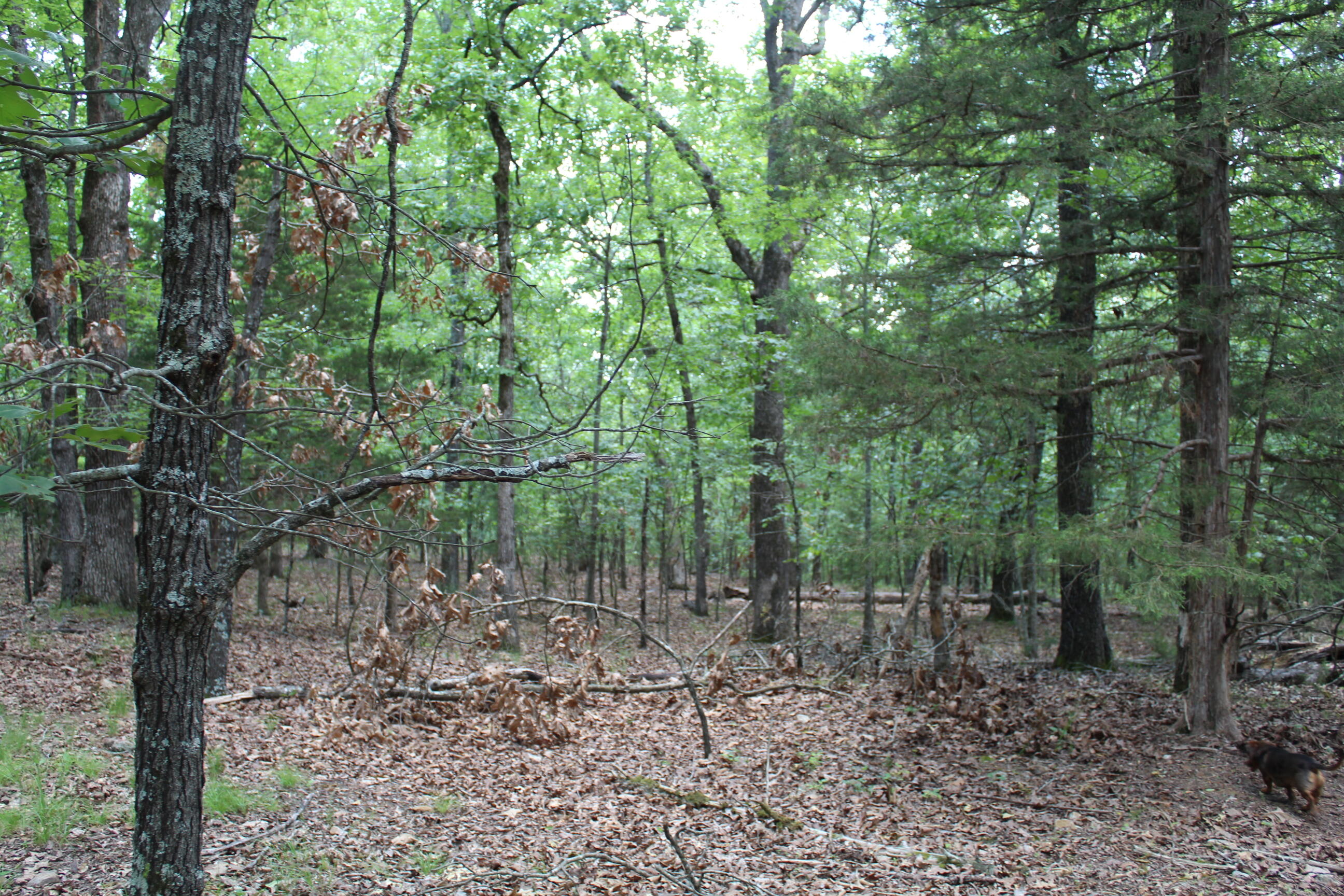 Photo 6 - Land for sale – 000  Country Club Drive  Theodosia, MO