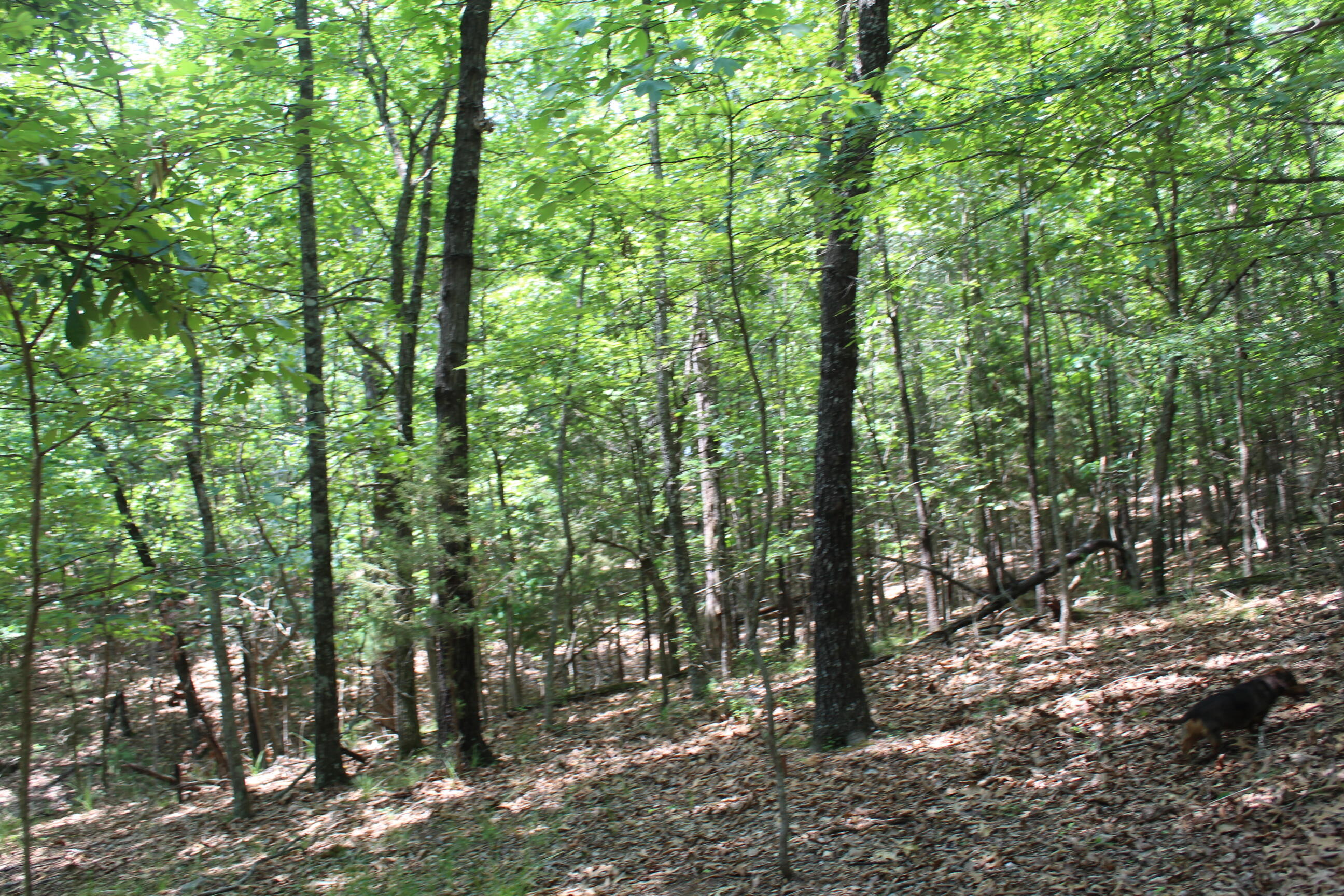 Photo 4 - Land for sale – 000  Country Club Drive  Theodosia, MO