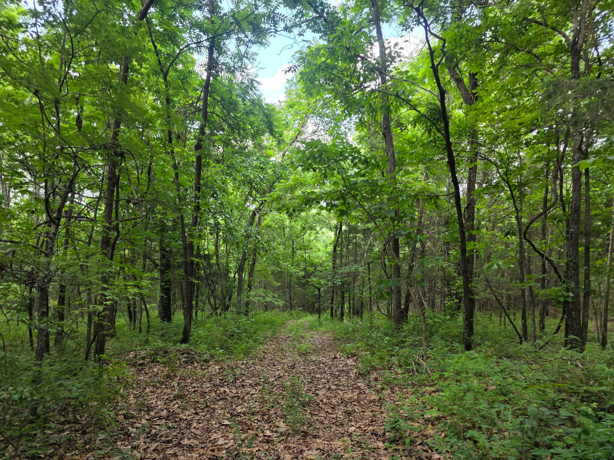 Photo 33 - Land for sale – 0000  State Highway Mm   Niangua, MO