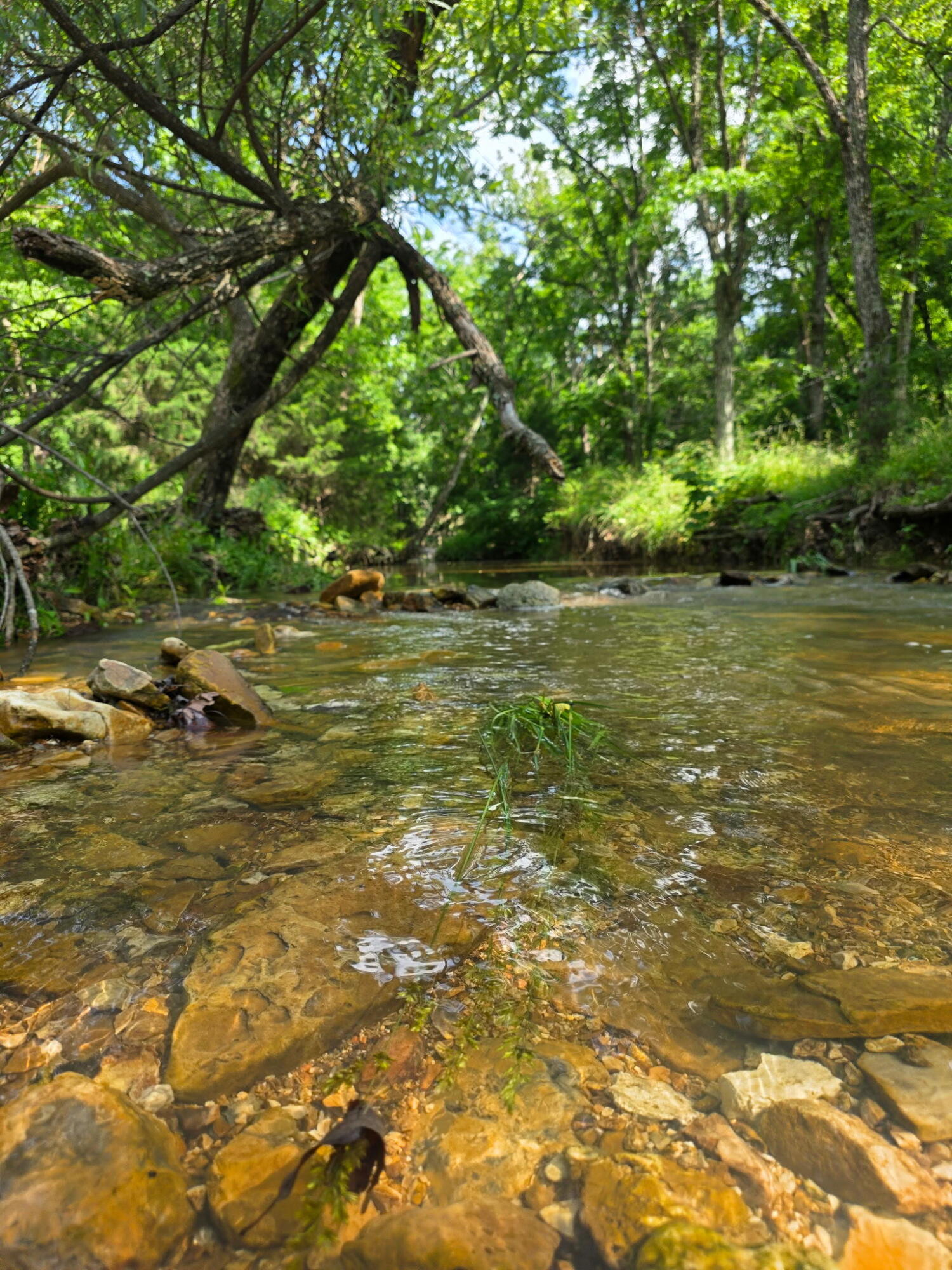 Photo 16 - Land for sale – 0000  State Highway Mm   Niangua, MO