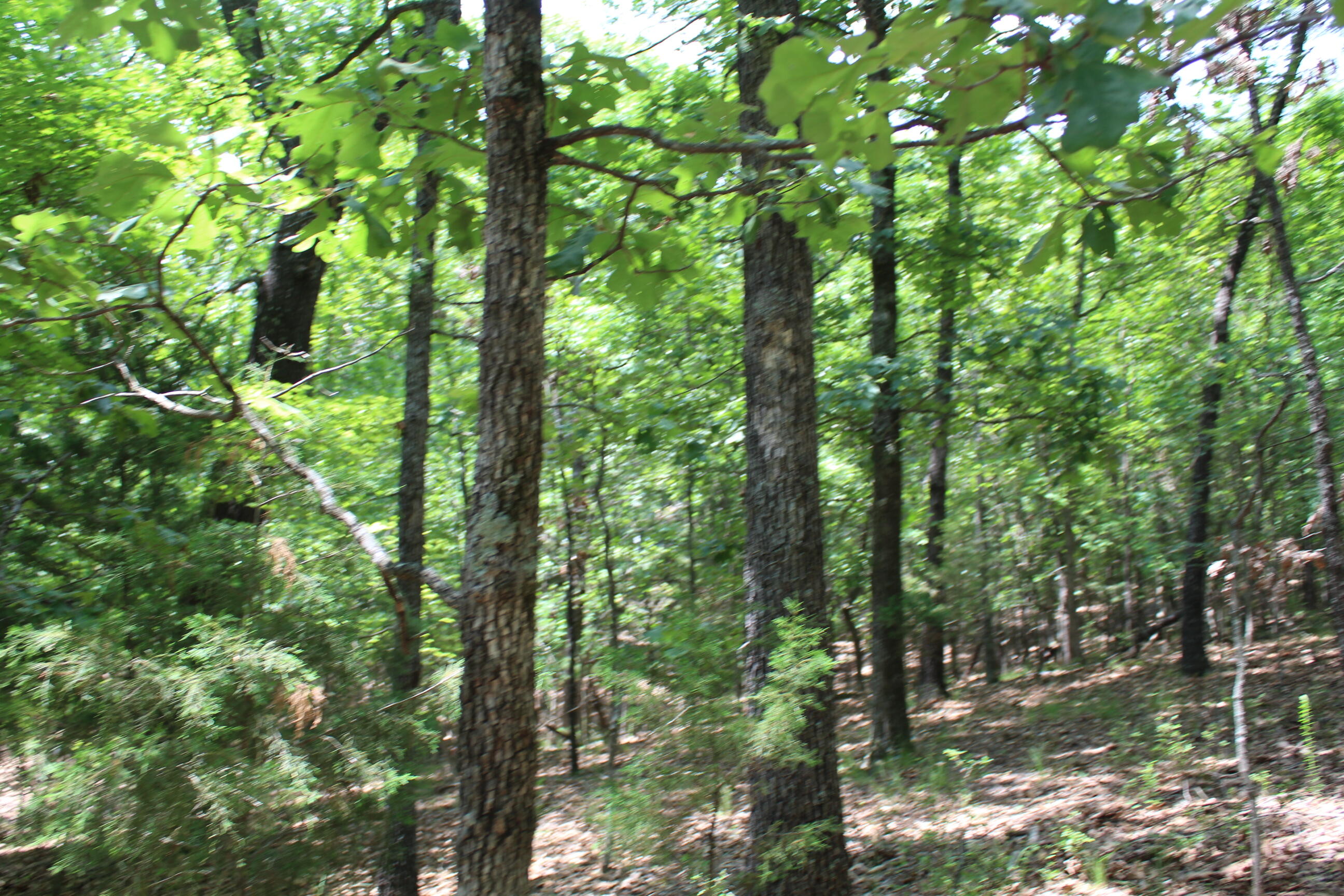Photo 2 - Land for sale – 000  Old Mill Drive  Theodosia, MO