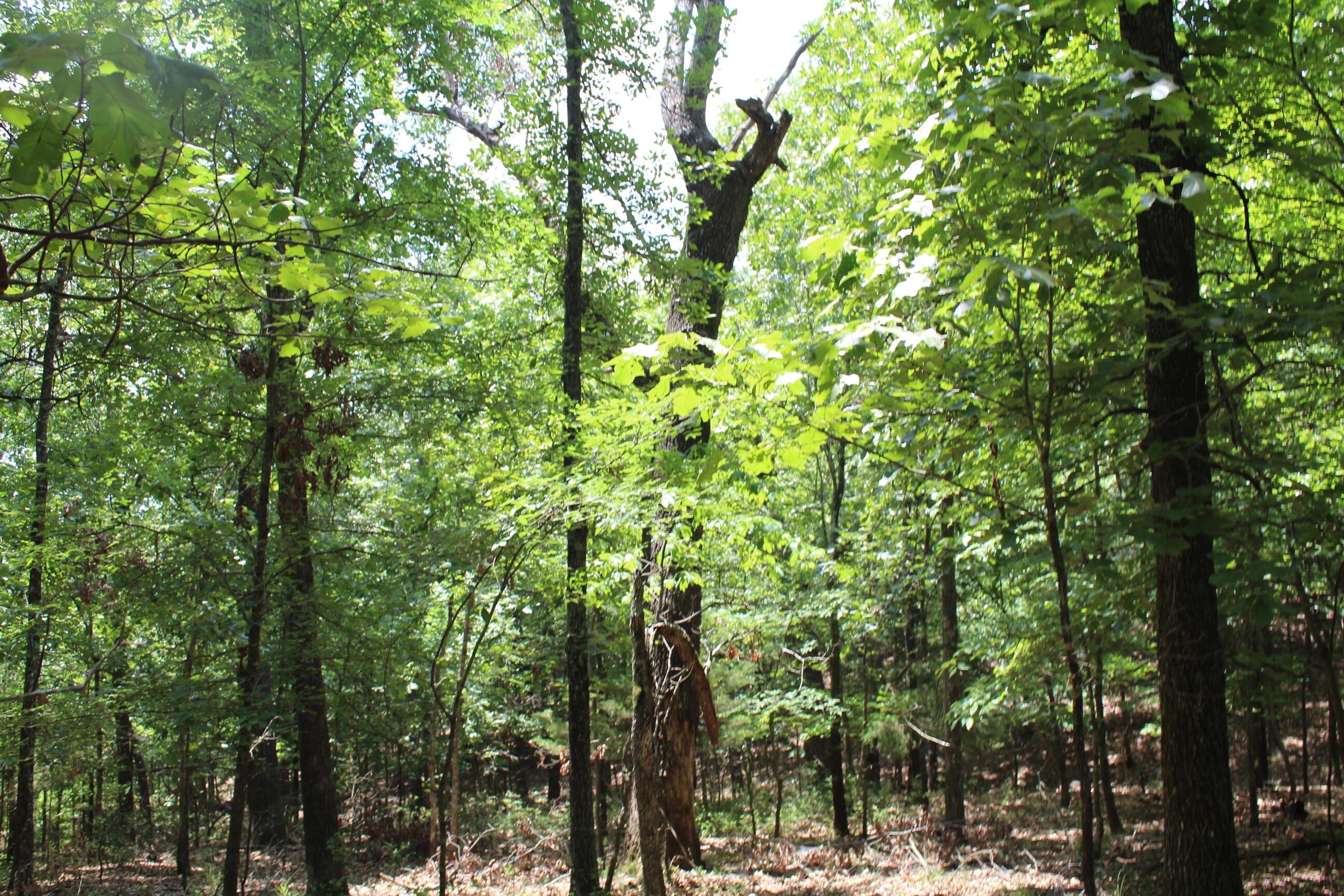 Photo 4 - Land for sale – 000  Old Mill Drive  Theodosia, MO