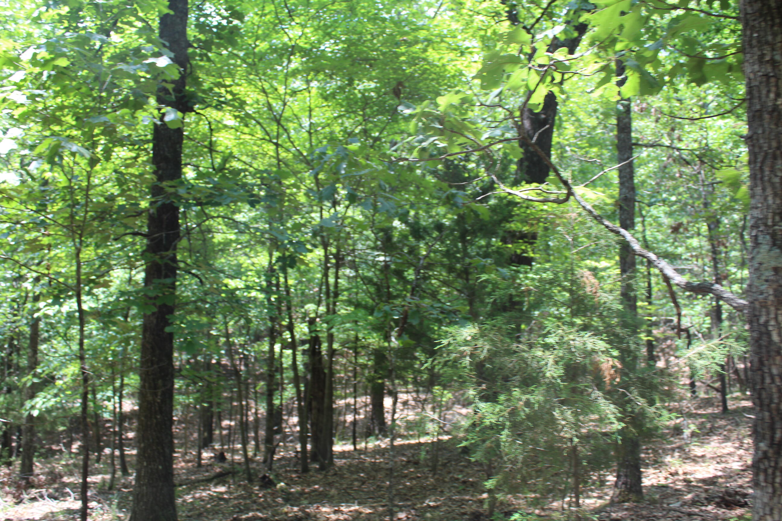 Photo 3 - Land for sale – 000  Old Mill Drive  Theodosia, MO