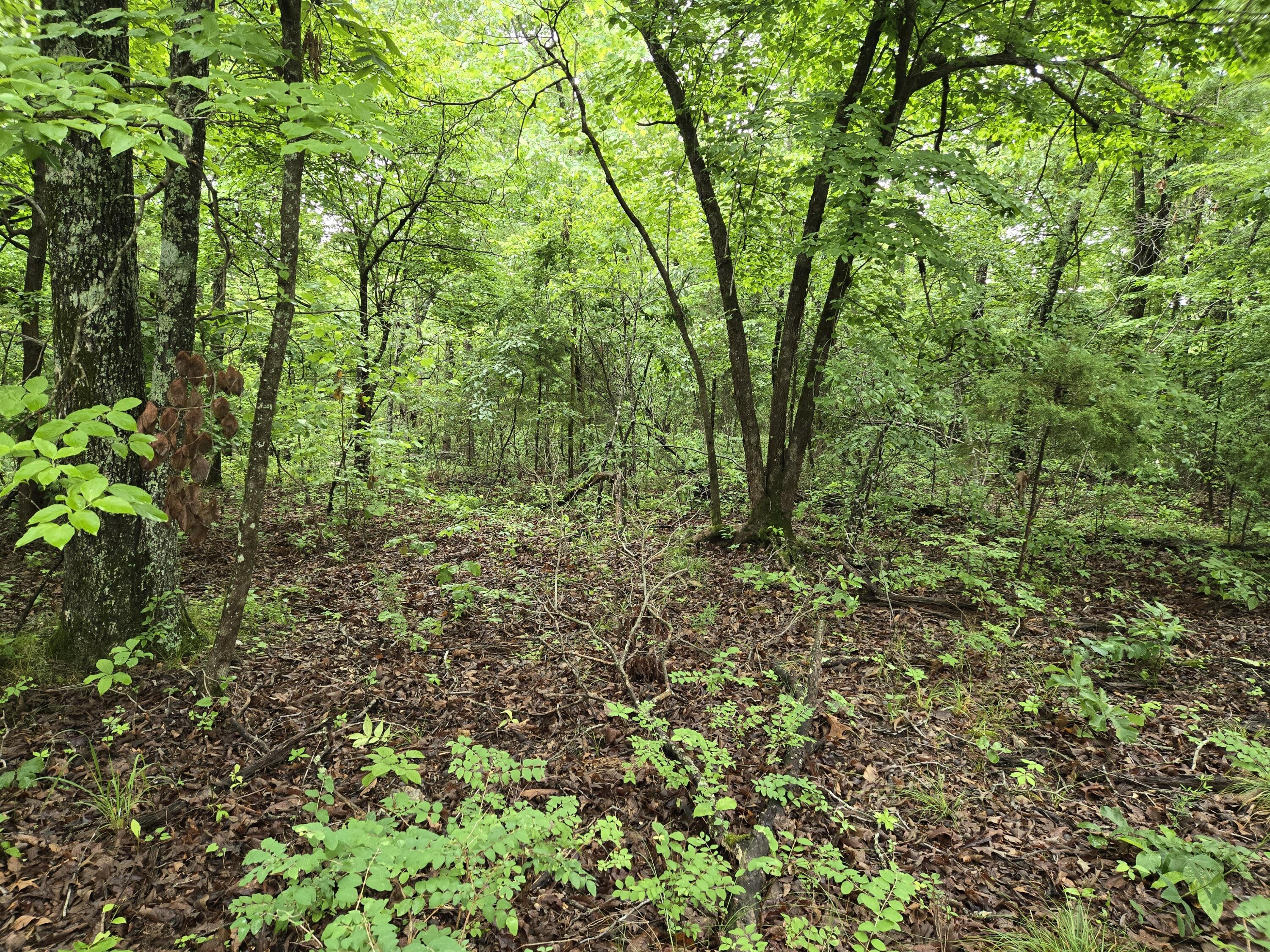 Photo 10 - Land for sale – 000  State Route Yy   Caulfield, MO