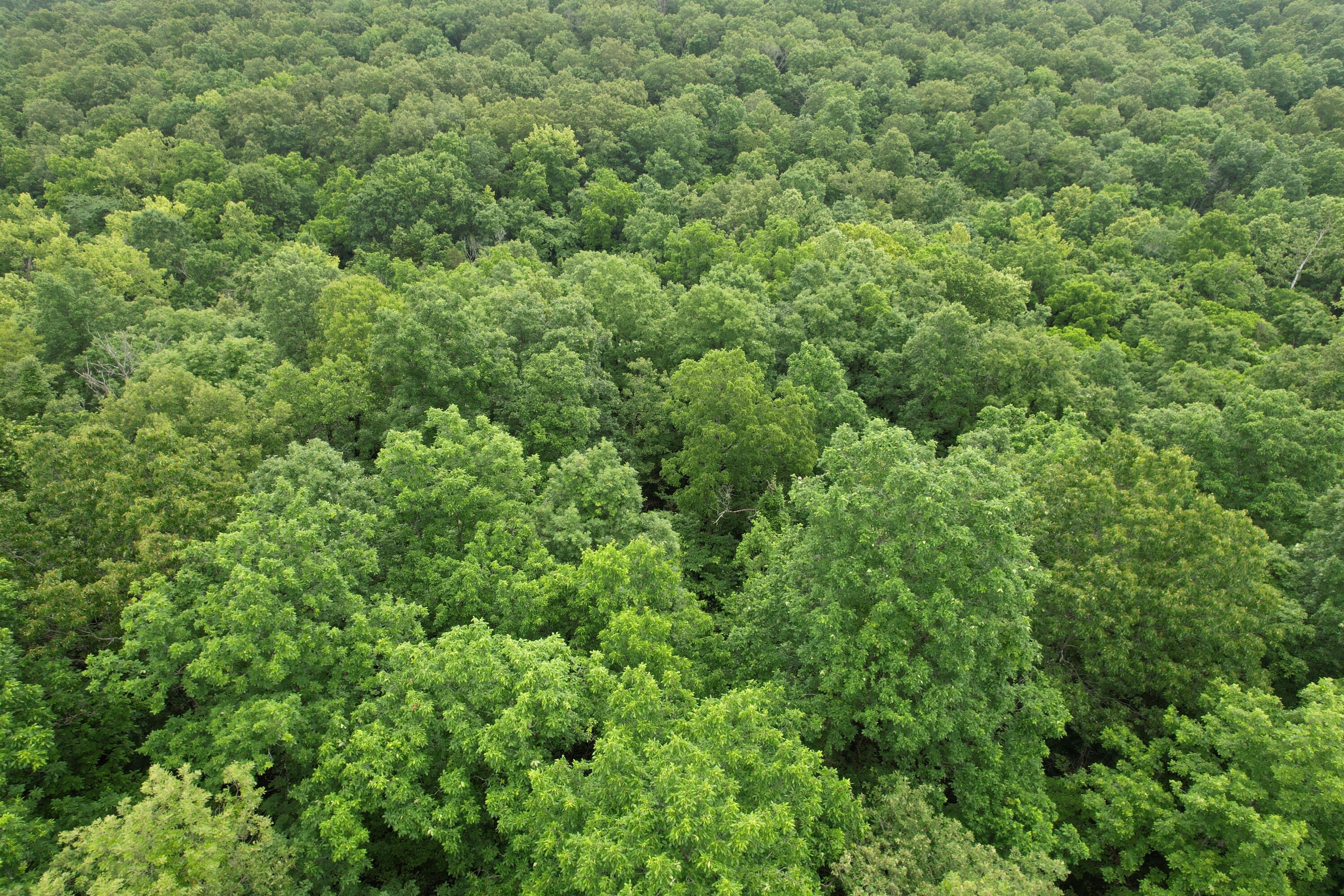 Photo 19 - Land for sale – 000  State Route Yy   Caulfield, MO