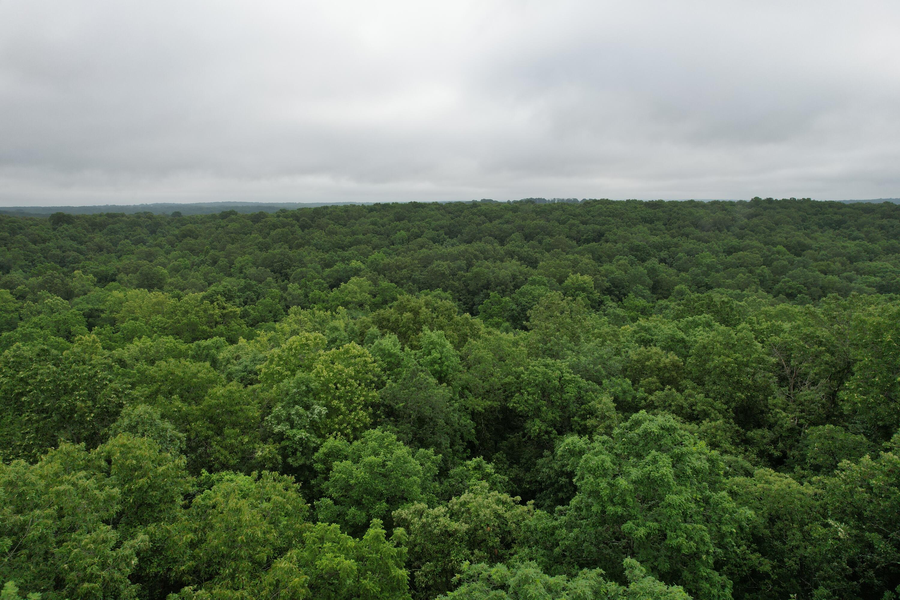 Photo 13 - Land for sale – 000  State Route Yy   Caulfield, MO