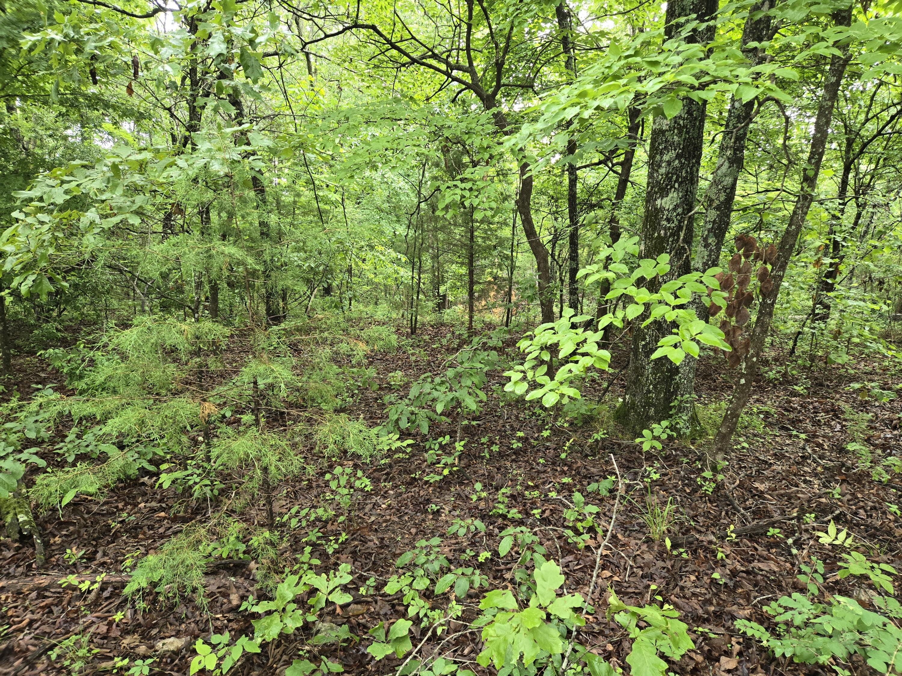 Photo 11 - Land for sale – 000  State Route Yy   Caulfield, MO
