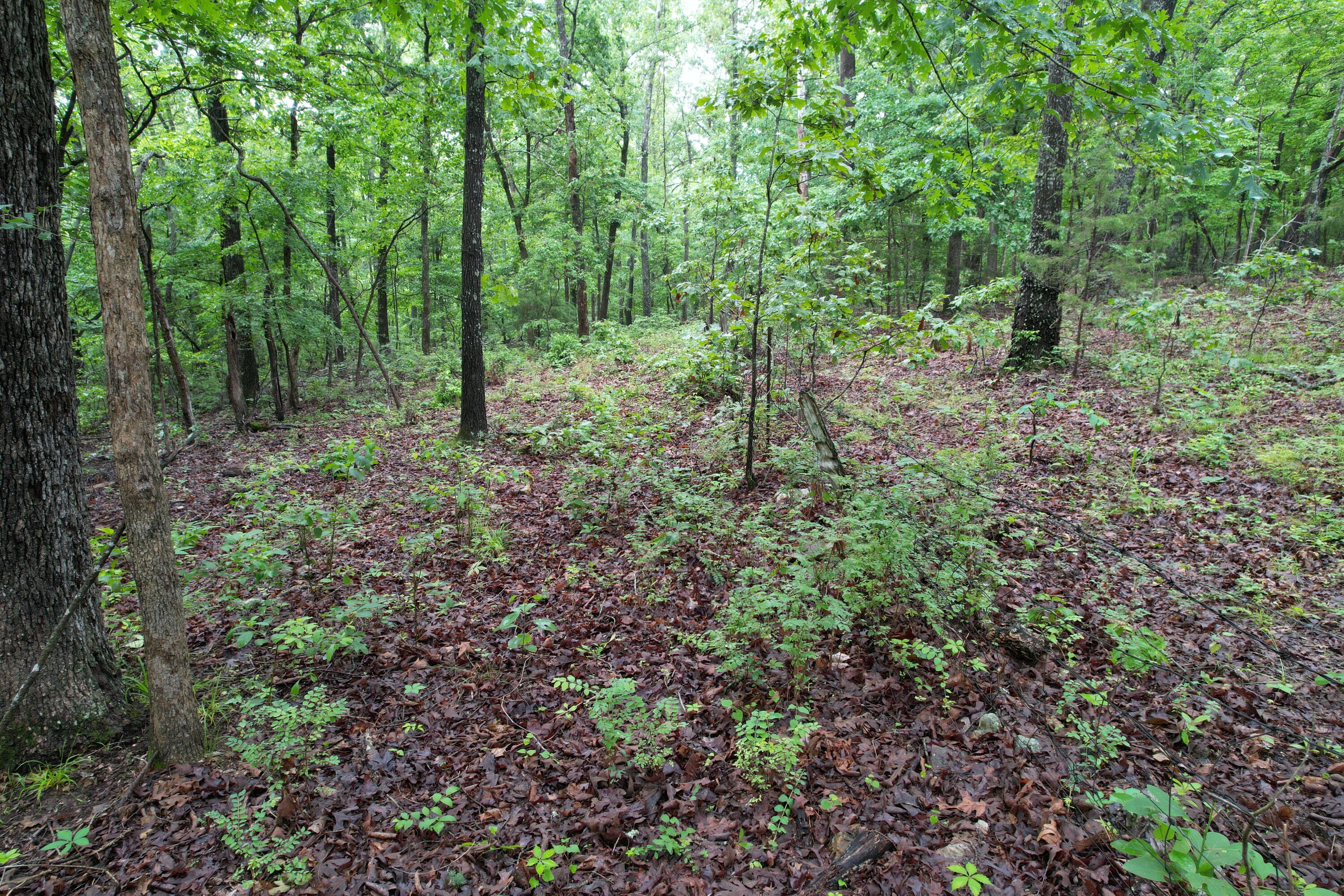 Photo 14 - Land for sale – 000  State Route Yy   Caulfield, MO