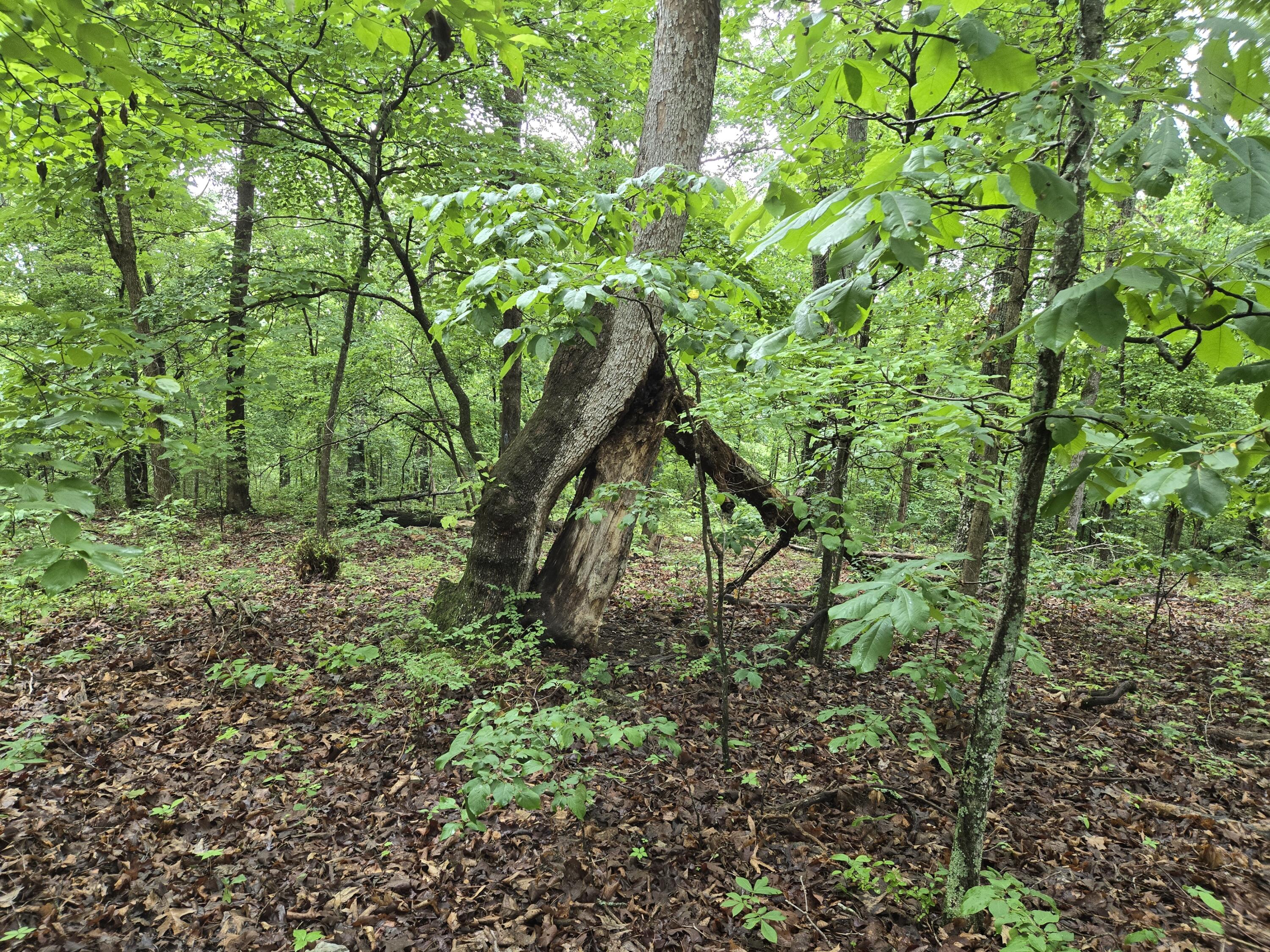 Photo 5 - Land for sale – 000  State Route Yy   Caulfield, MO