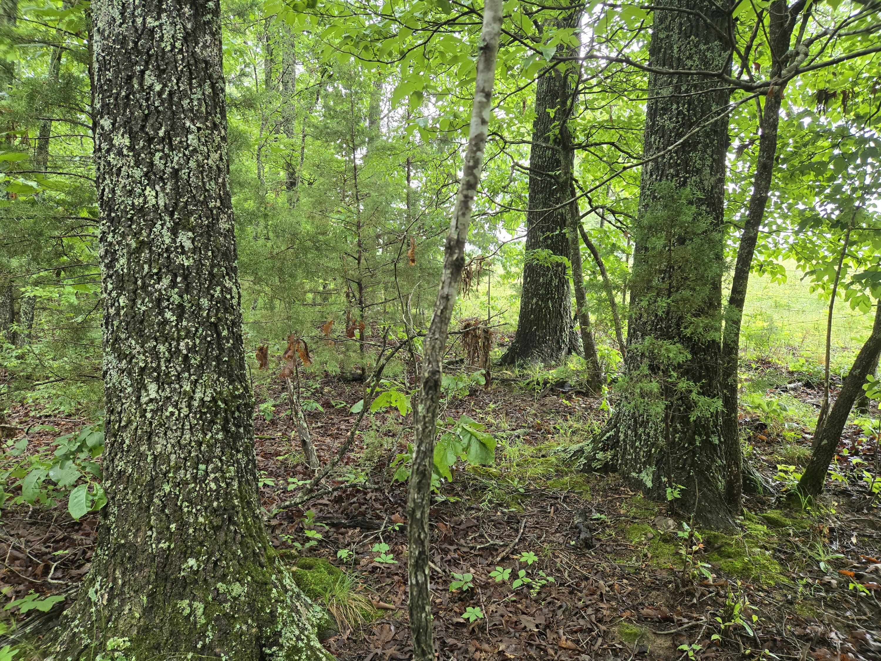 Photo 8 - Land for sale – 000  State Route Yy   Caulfield, MO