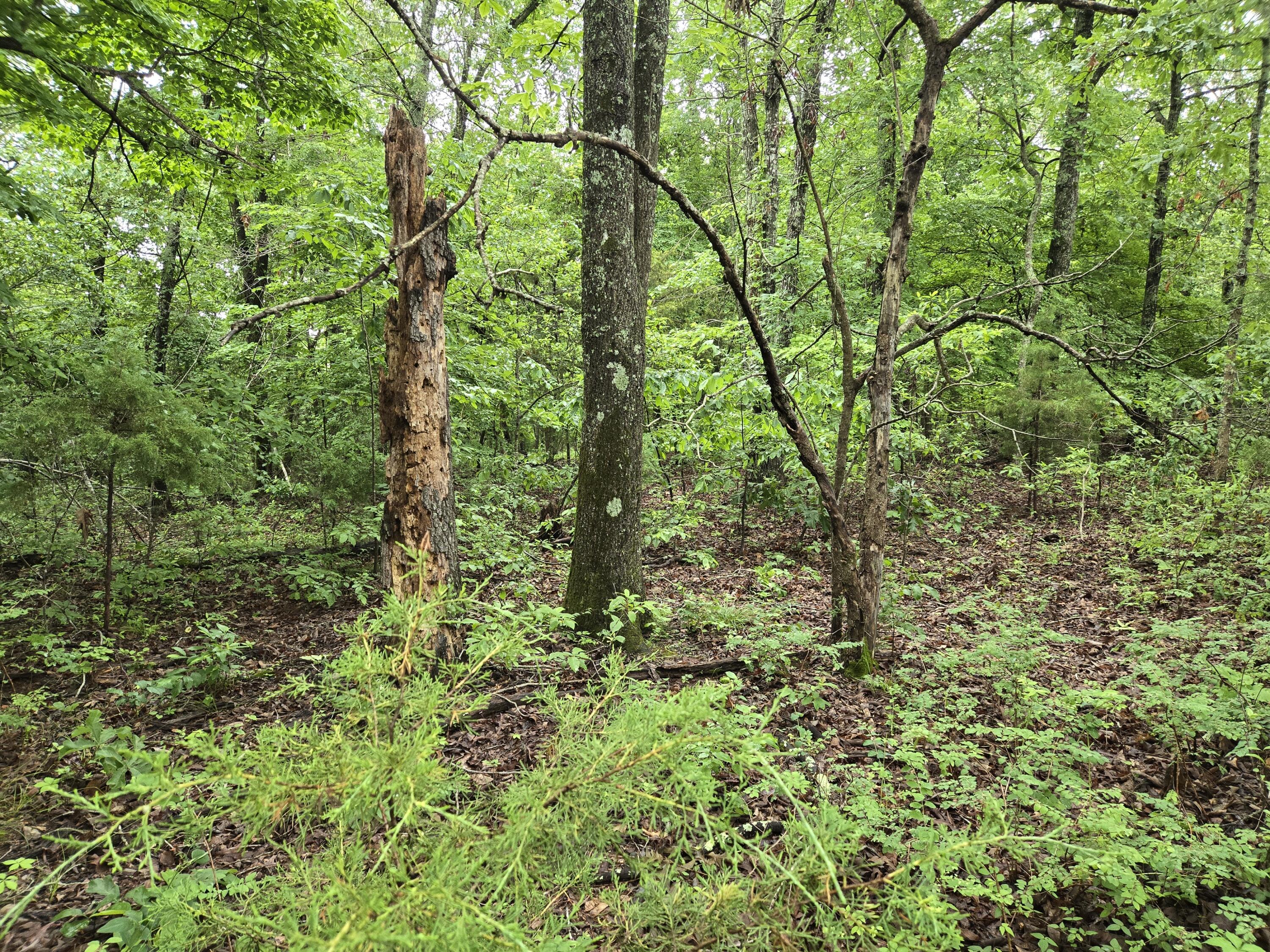 Photo 9 - Land for sale – 000  State Route Yy   Caulfield, MO