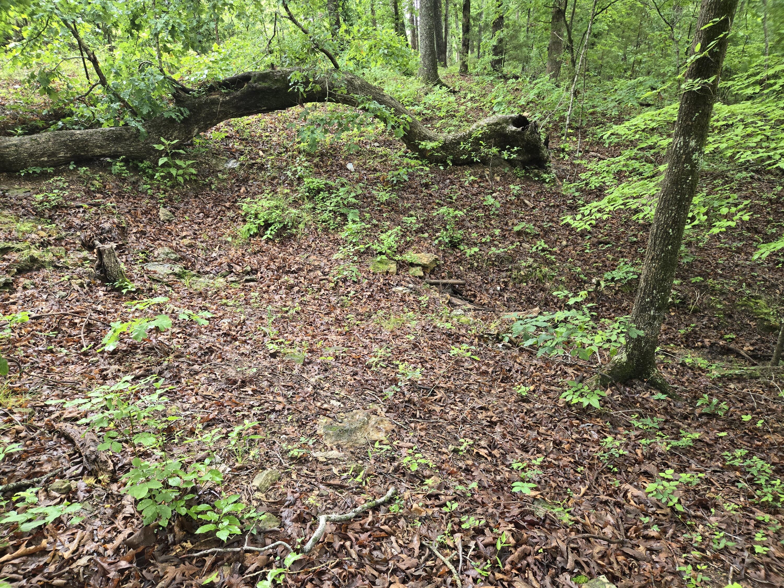 Photo 4 - Land for sale – 000  State Route Yy   Caulfield, MO