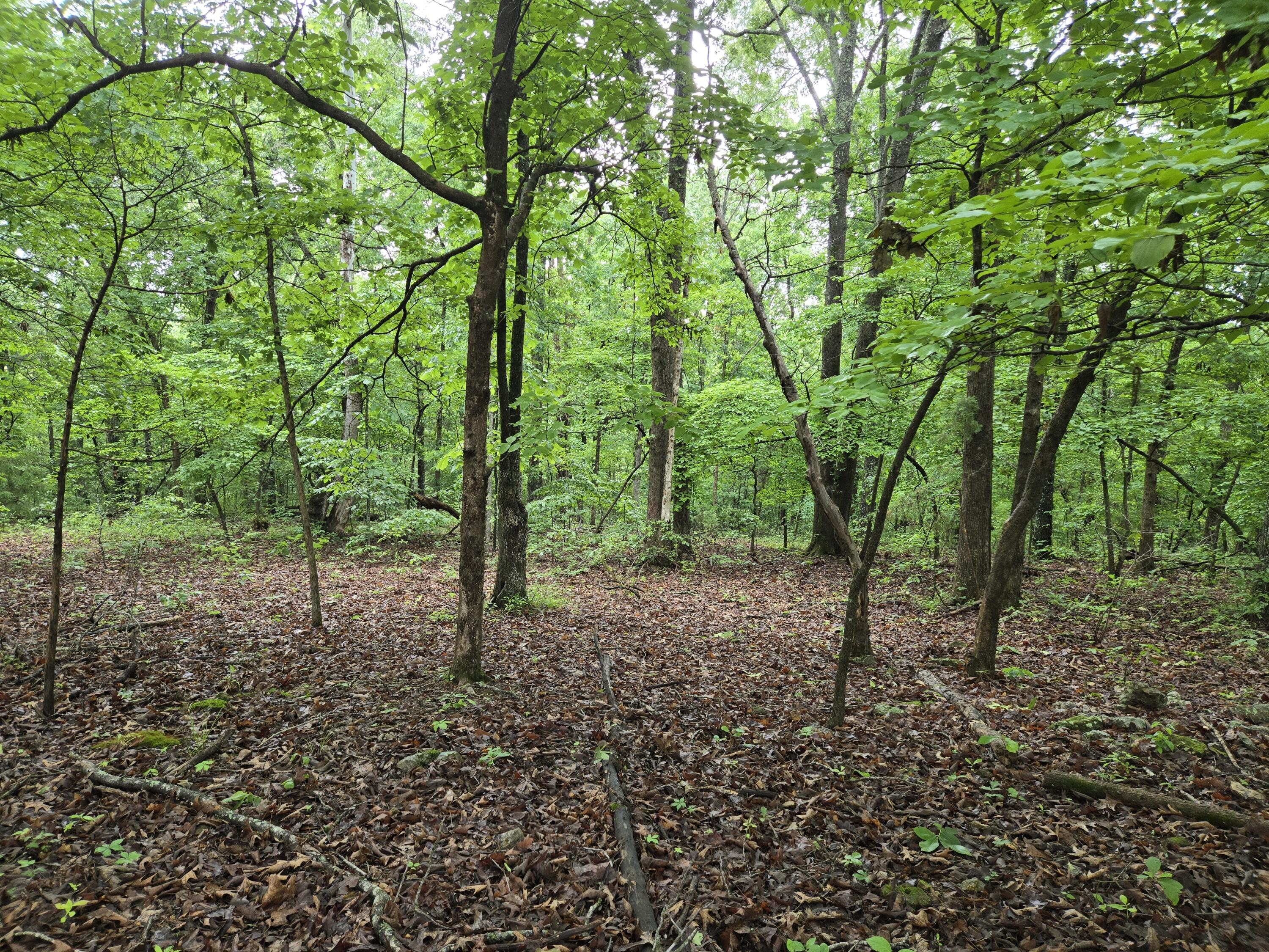 Photo 7 - Land for sale – 000  State Route Yy   Caulfield, MO