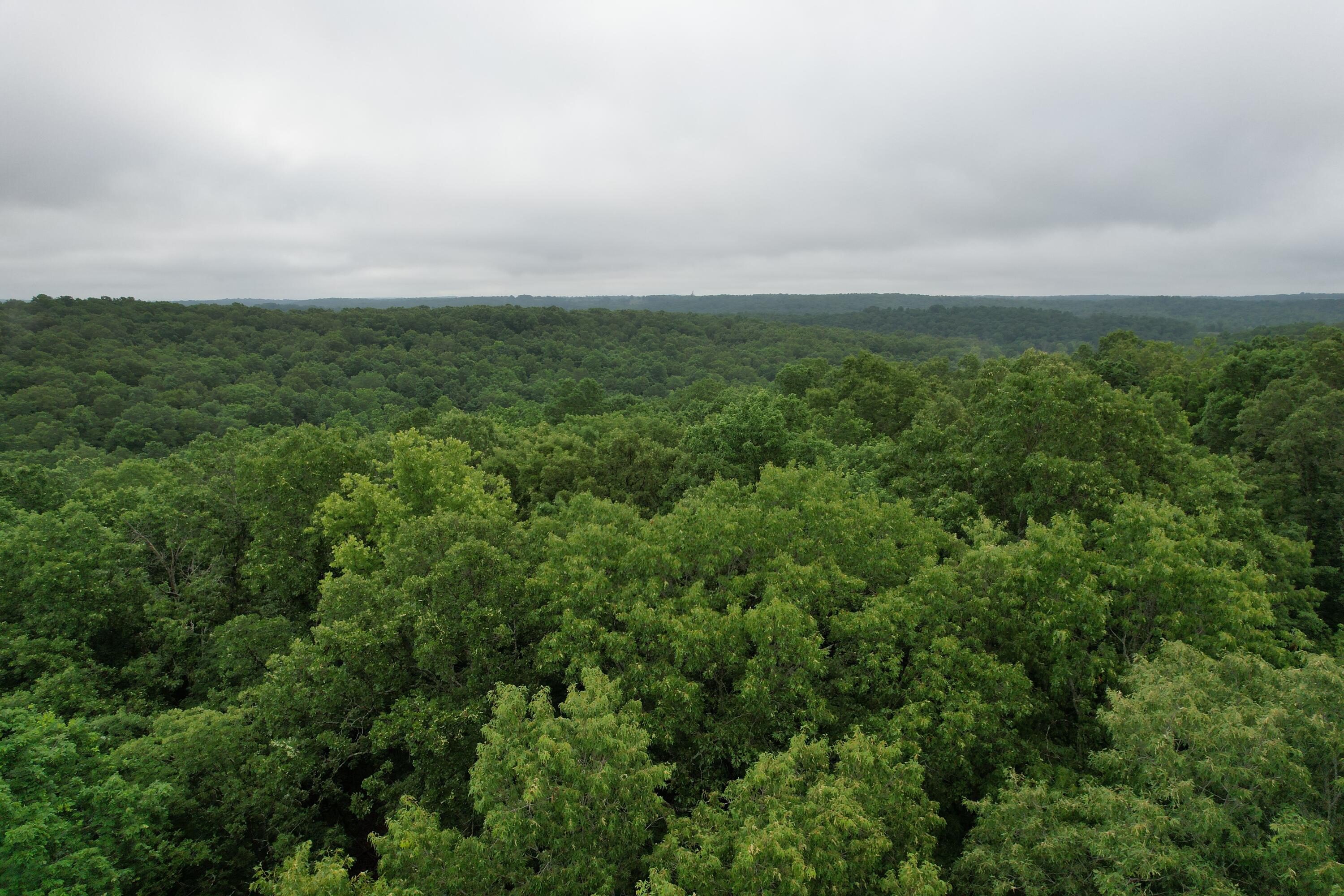 Photo 12 - Land for sale – 000  State Route Yy   Caulfield, MO