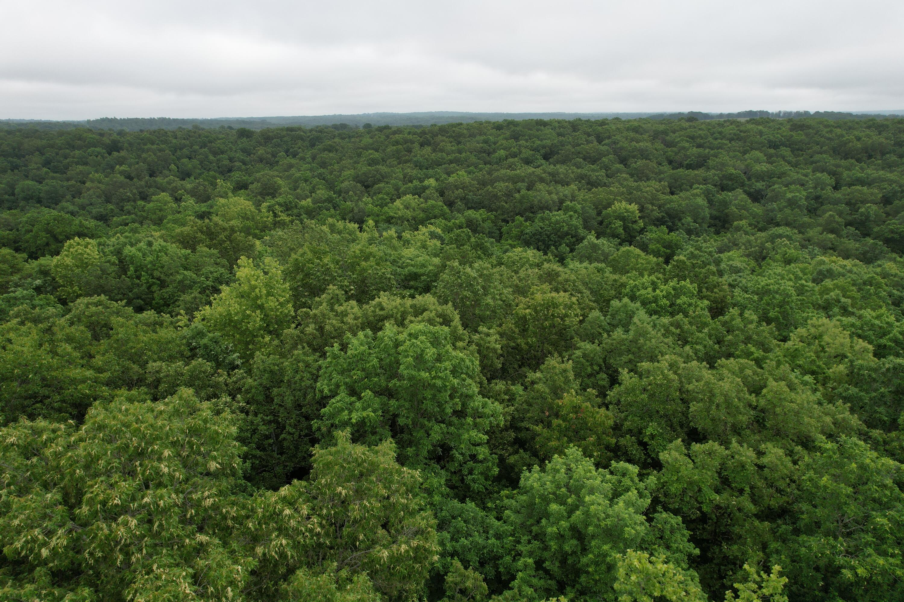 Photo 17 - Land for sale – 000  State Route Yy   Caulfield, MO