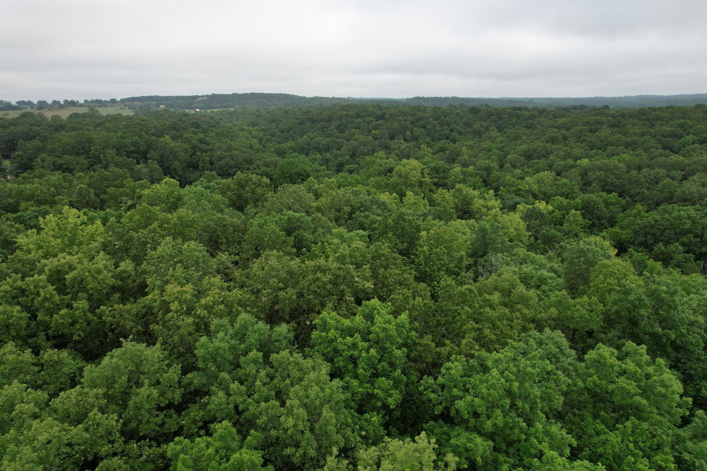 Photo 20 - Land for sale – 000  State Route Yy   Caulfield, MO