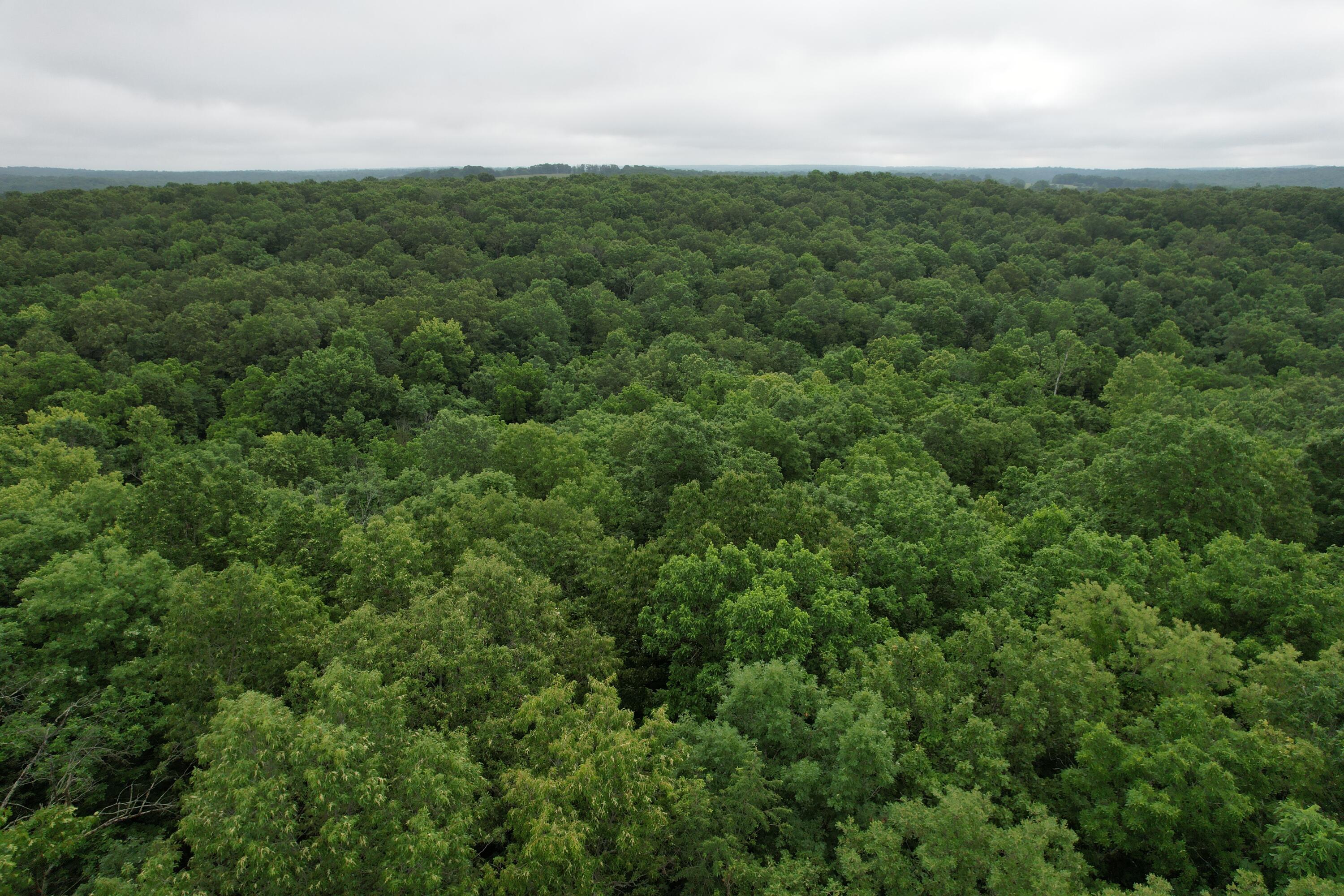 Photo 18 - Land for sale – 000  State Route Yy   Caulfield, MO
