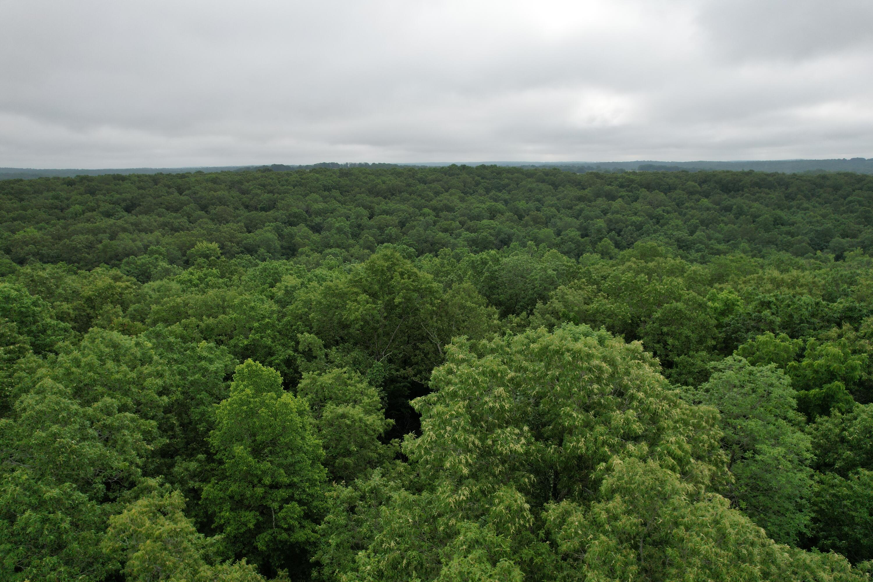 Photo 15 - Land for sale – 000  State Route Yy   Caulfield, MO