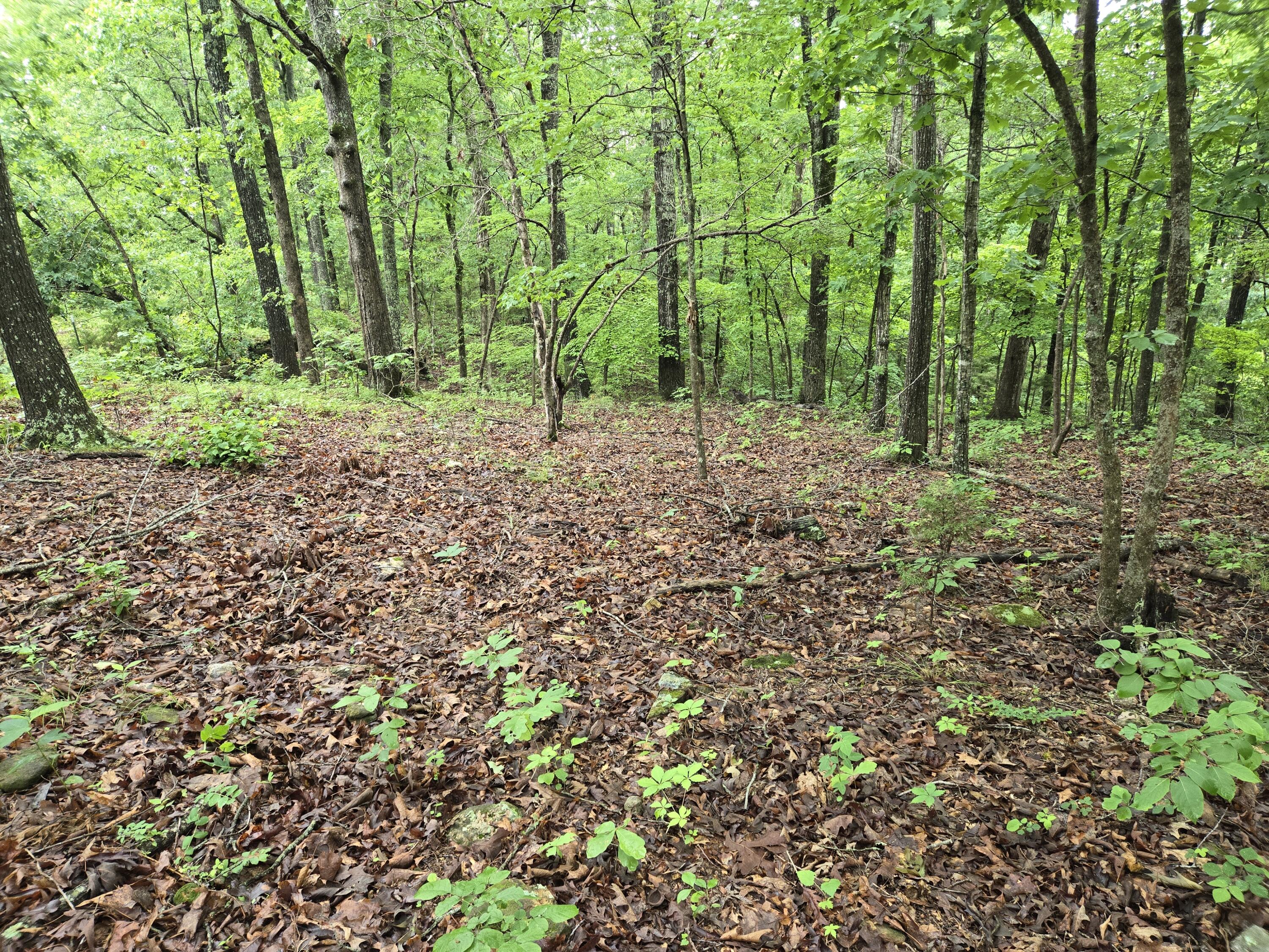 Land for sale – 000  State Route Yy   Caulfield, MO