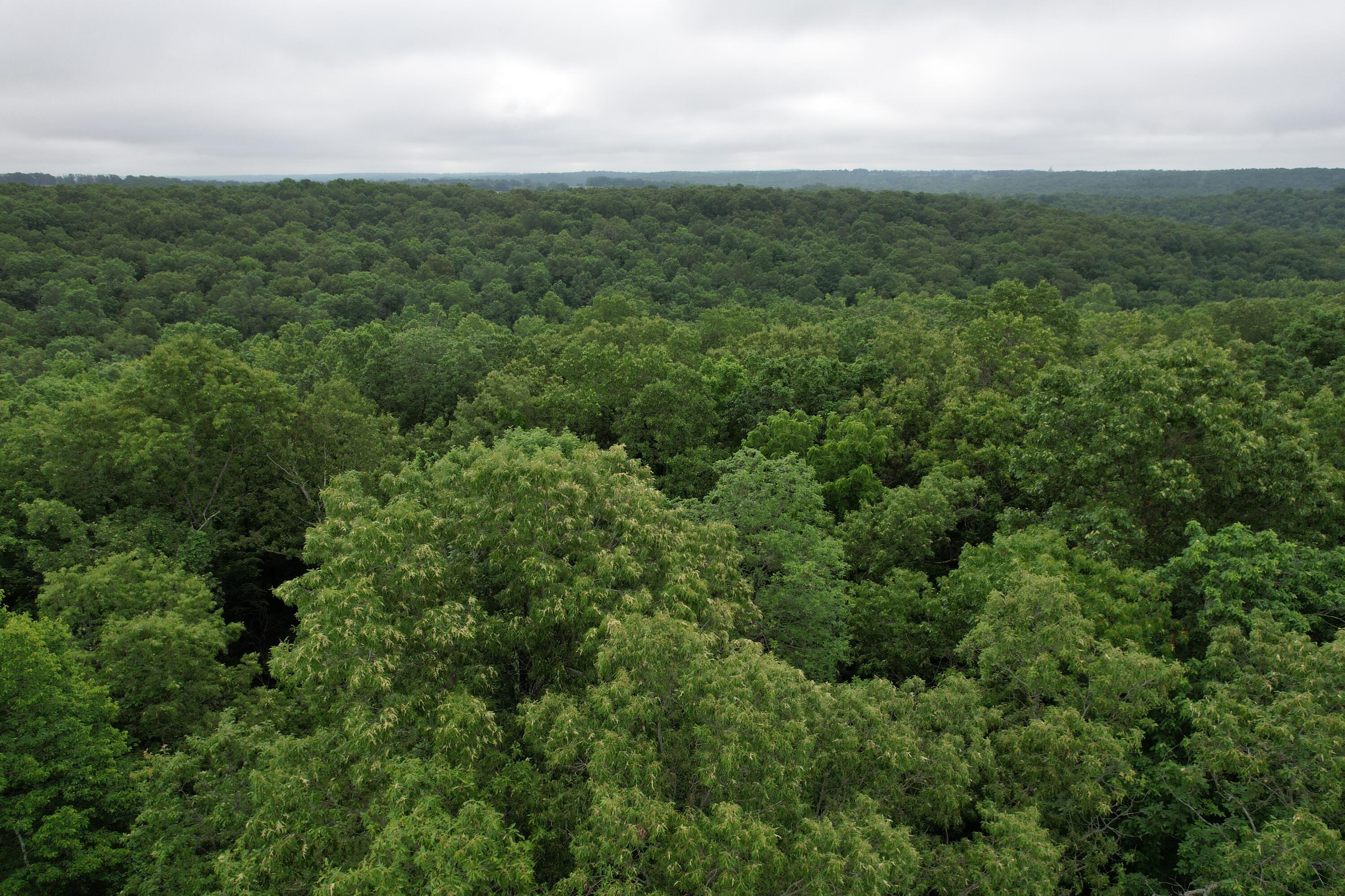 Photo 16 - Land for sale – 000  State Route Yy   Caulfield, MO