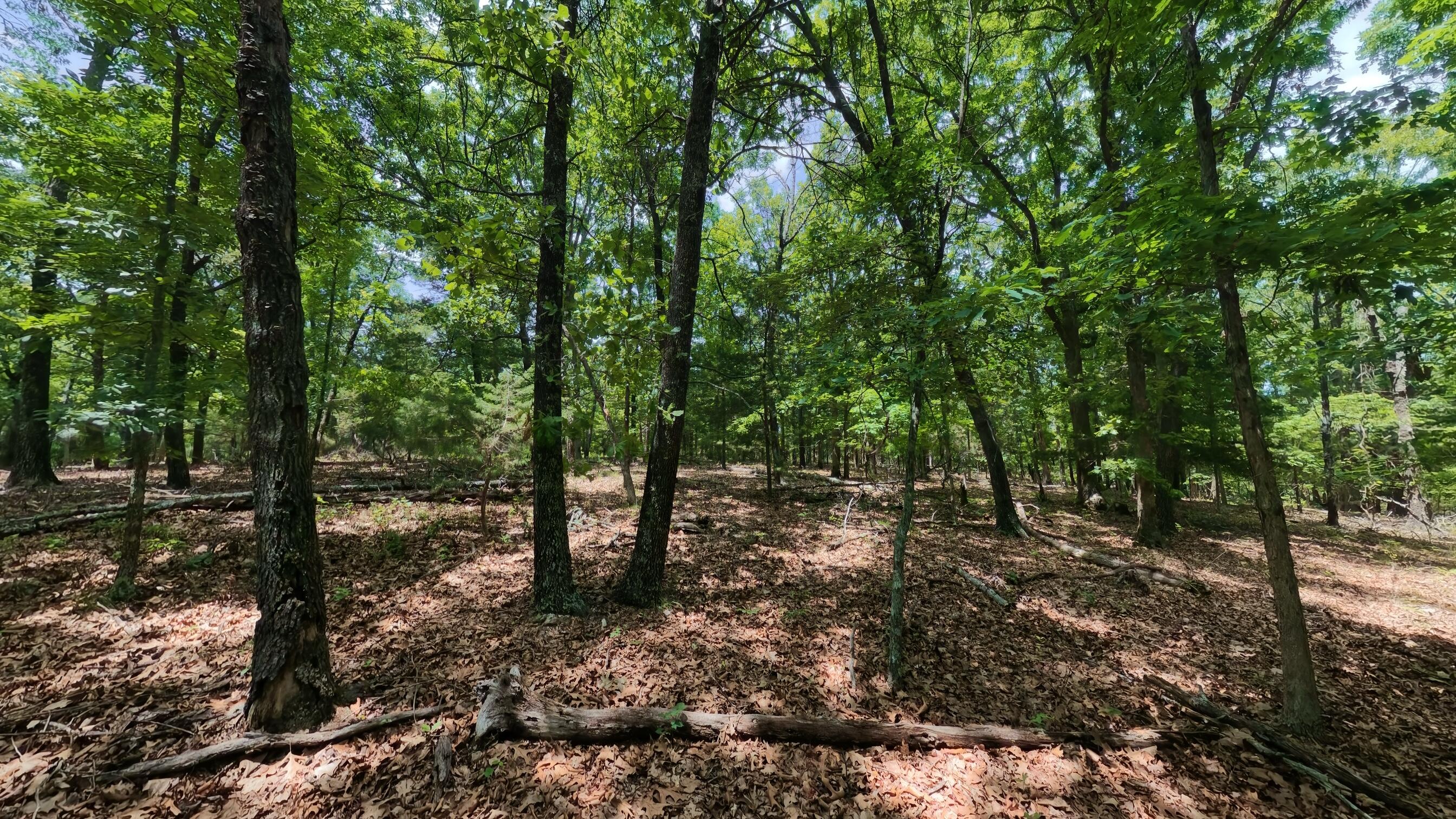 Photo 17 - Land for sale – 298  Eaton Run   Wasola, MO