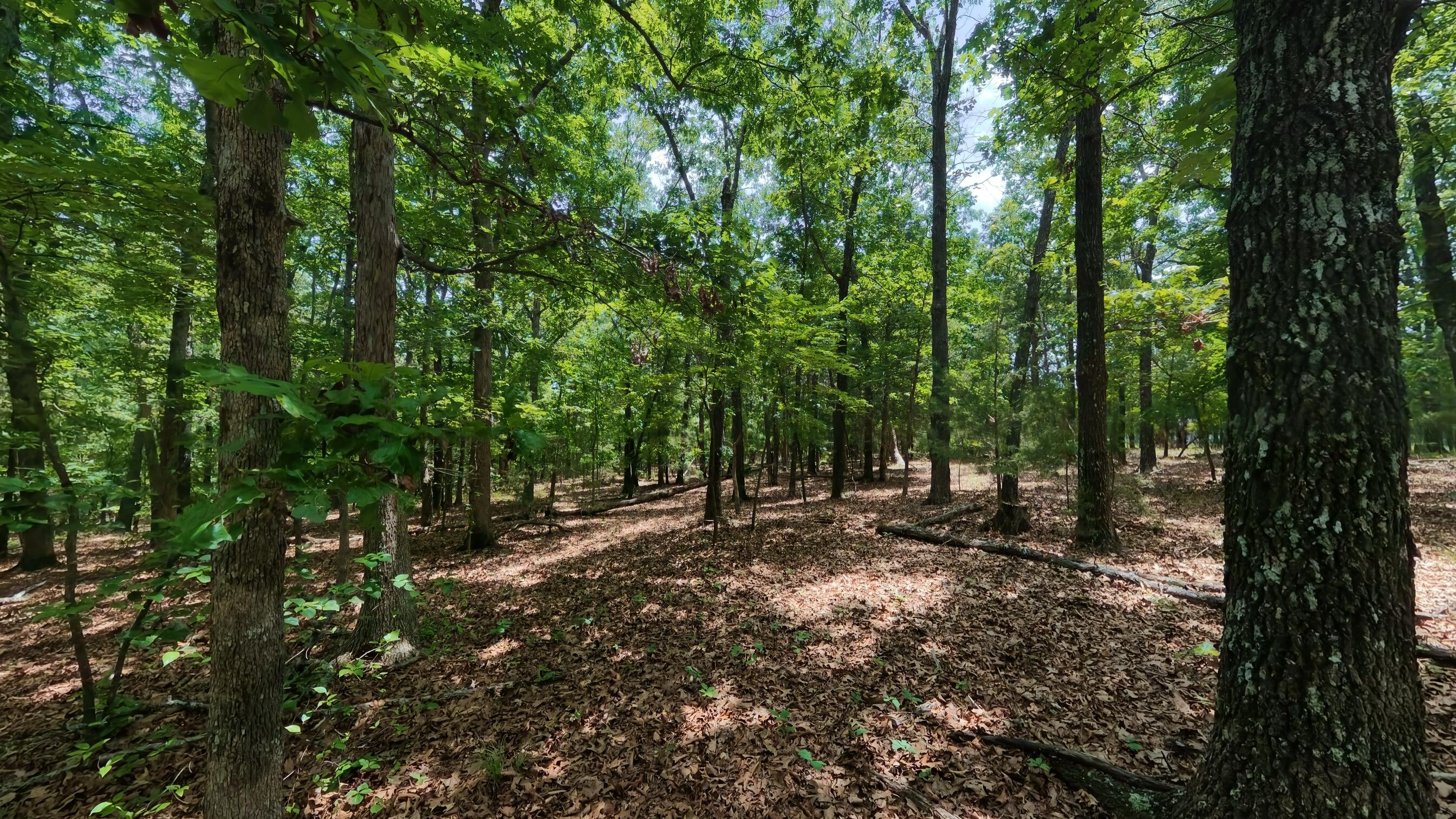 Photo 18 - Land for sale – 298  Eaton Run   Wasola, MO