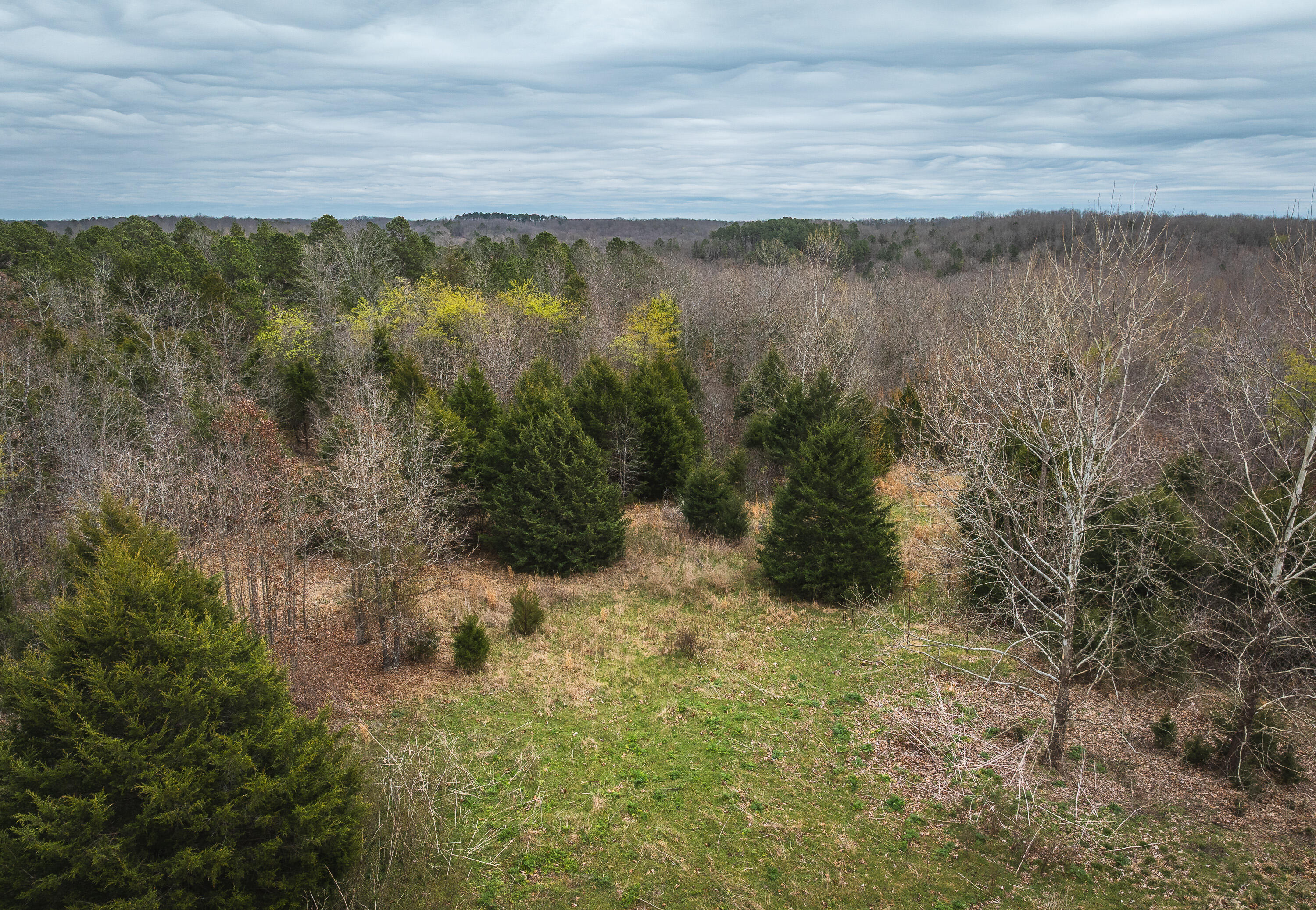 Photo 18 - Land for sale – 000  County Road 2660   Mountain View, MO