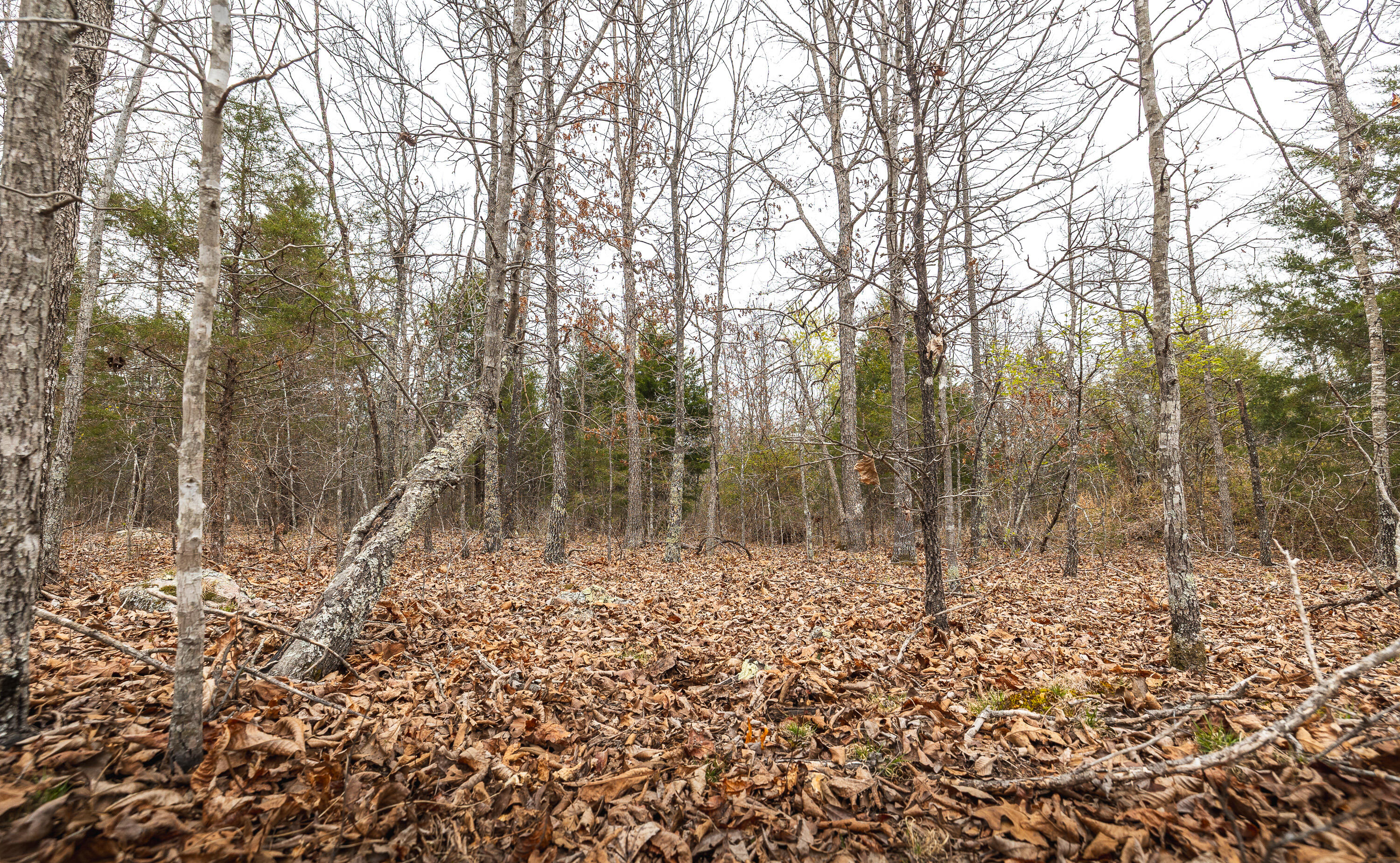 Photo 8 - Land for sale – 000  County Road 2660   Mountain View, MO