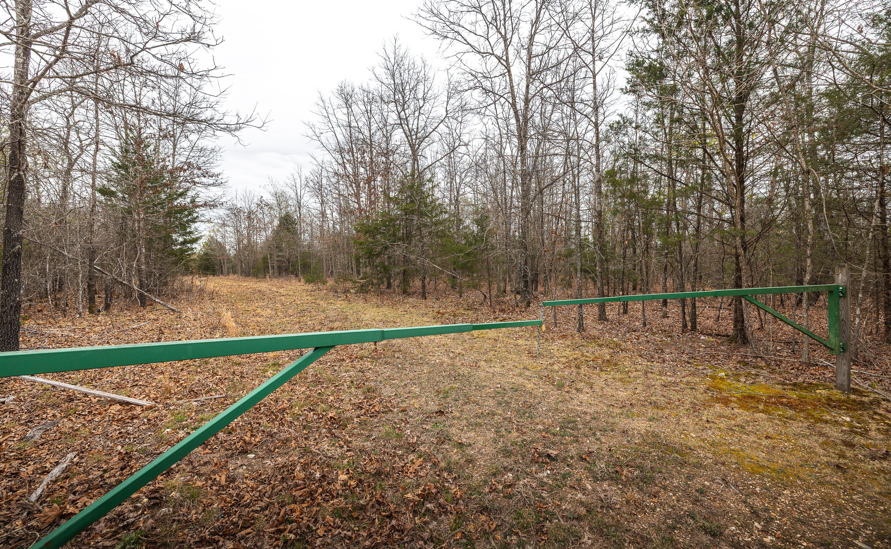 Photo 10 - Land for sale – 000  County Road 2660   Mountain View, MO
