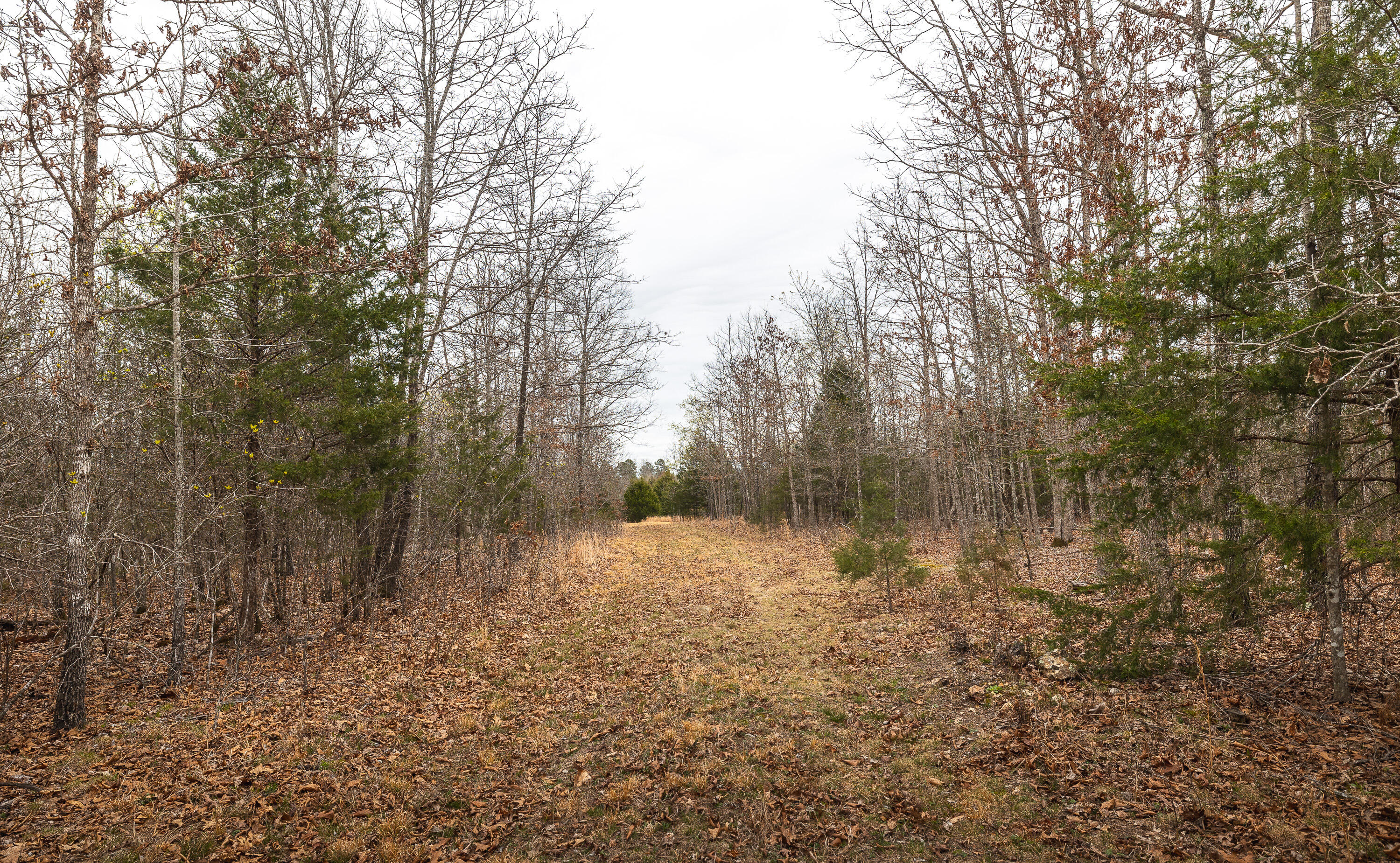 Photo 5 - Land for sale – 000  County Road 2660   Mountain View, MO