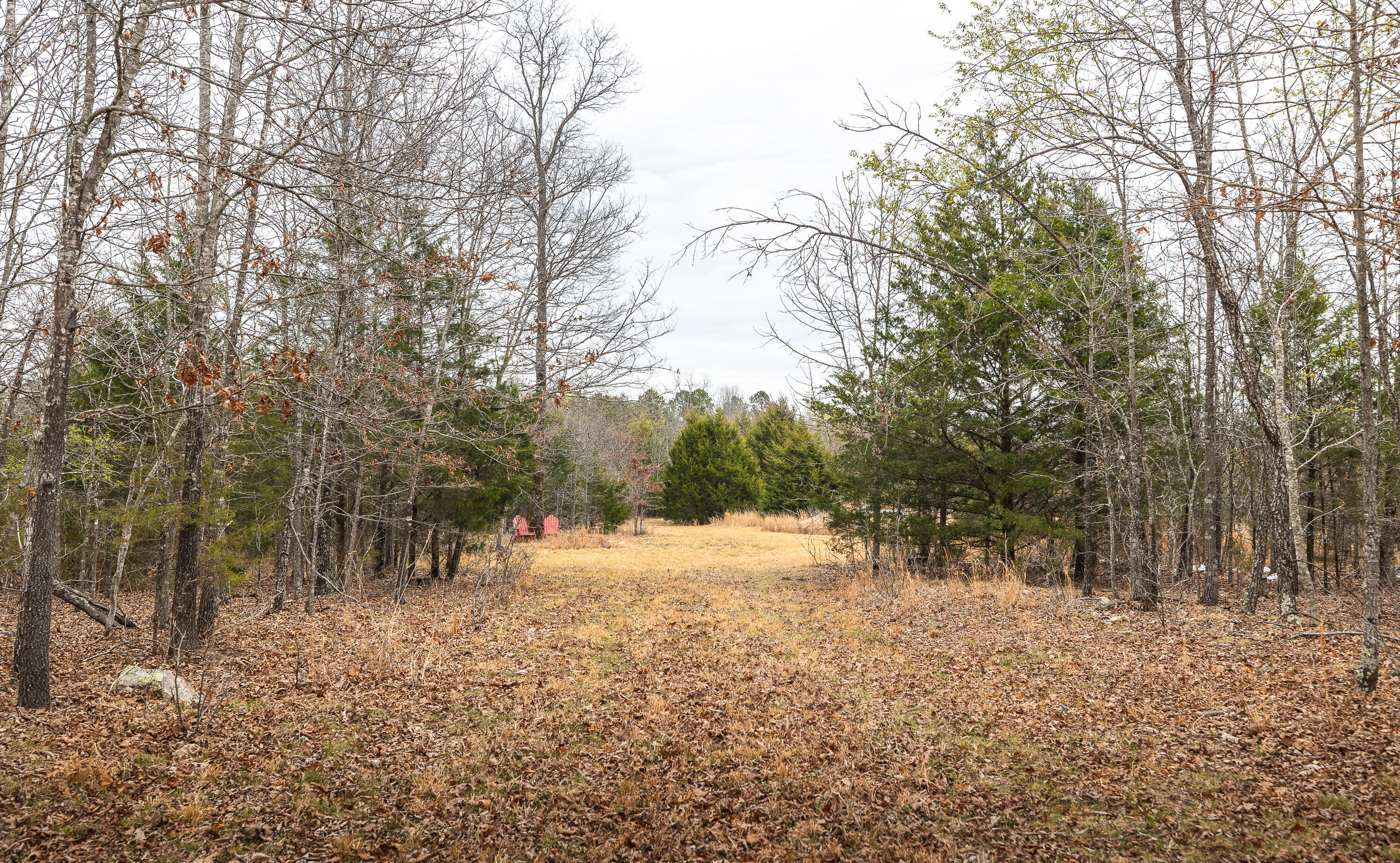 Photo 6 - Land for sale – 000  County Road 2660   Mountain View, MO