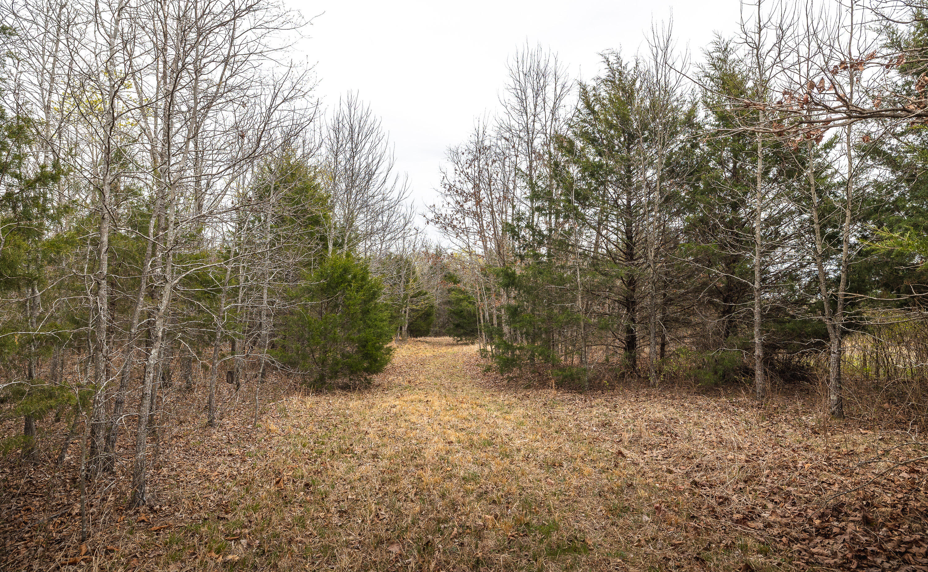 Photo 21 - Land for sale – 000  County Road 2660   Mountain View, MO
