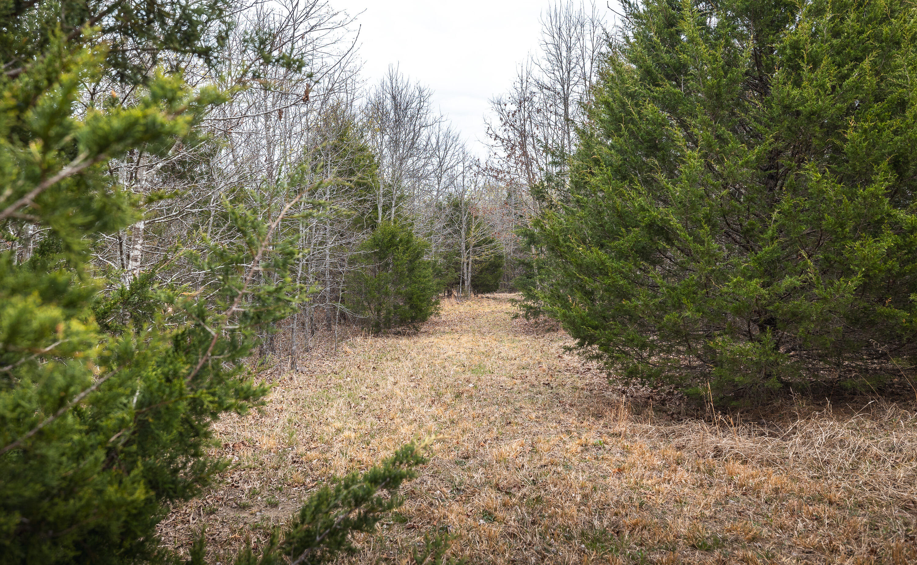 Photo 20 - Land for sale – 000  County Road 2660   Mountain View, MO