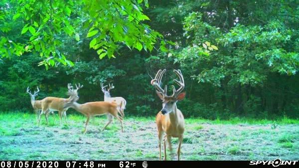 Photo 49 - Residential for sale – 3735  Meyers Hollow Road  Marshfield, MO
