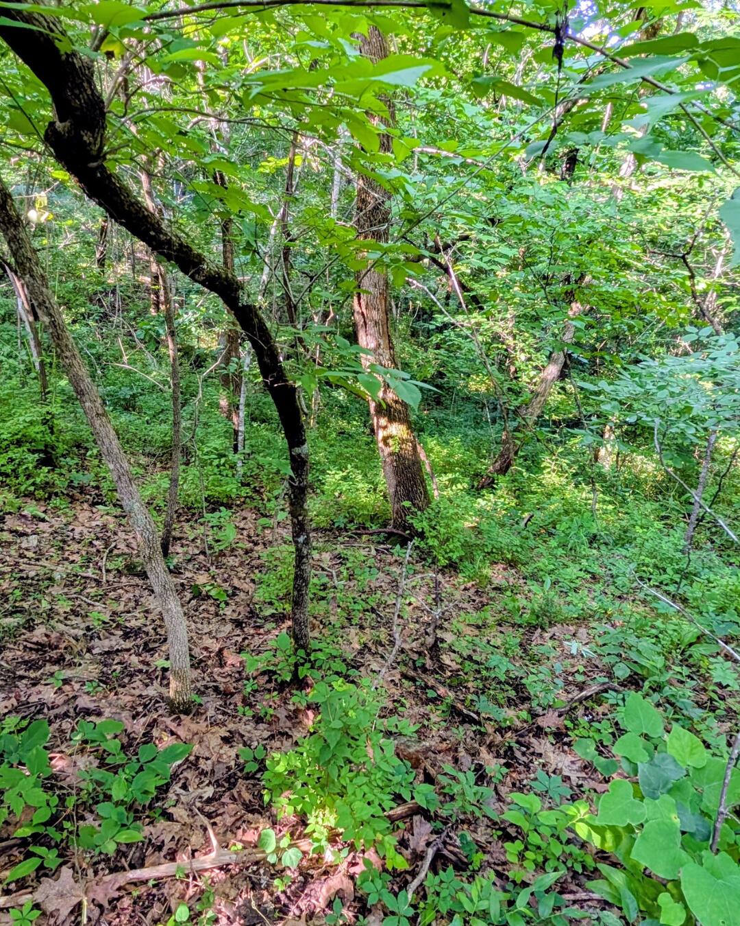 Photo 7 - Land for sale – 000  Linwood Road  Merriam Woods, MO