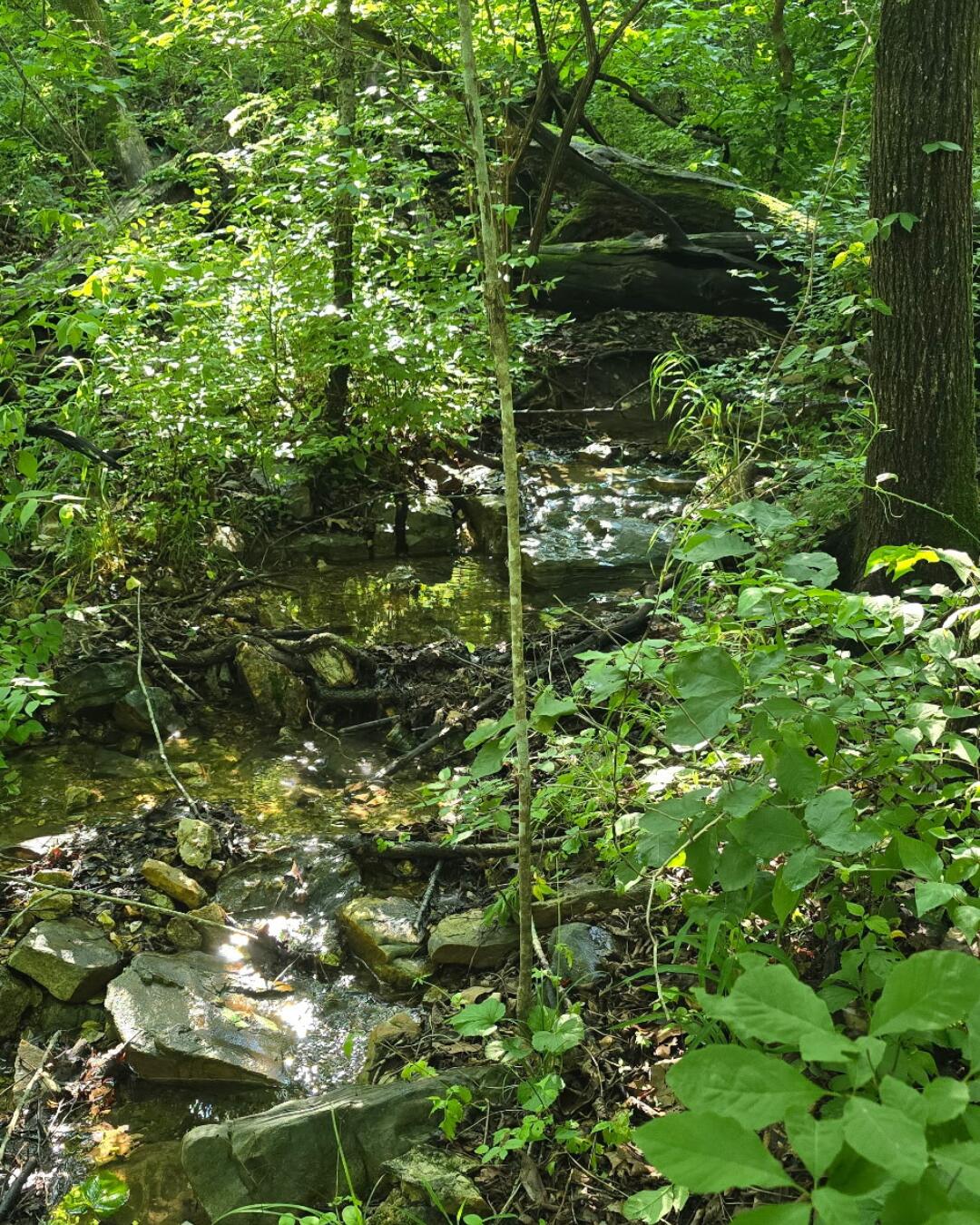 Photo 4 - Land for sale – 000  Linwood Road  Merriam Woods, MO
