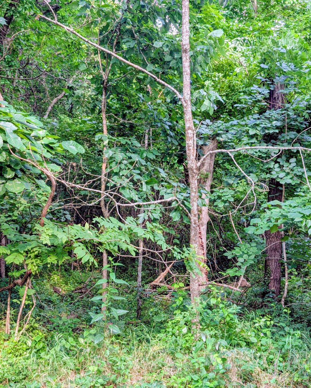 Photo 6 - Land for sale – 000  Linwood Road  Merriam Woods, MO
