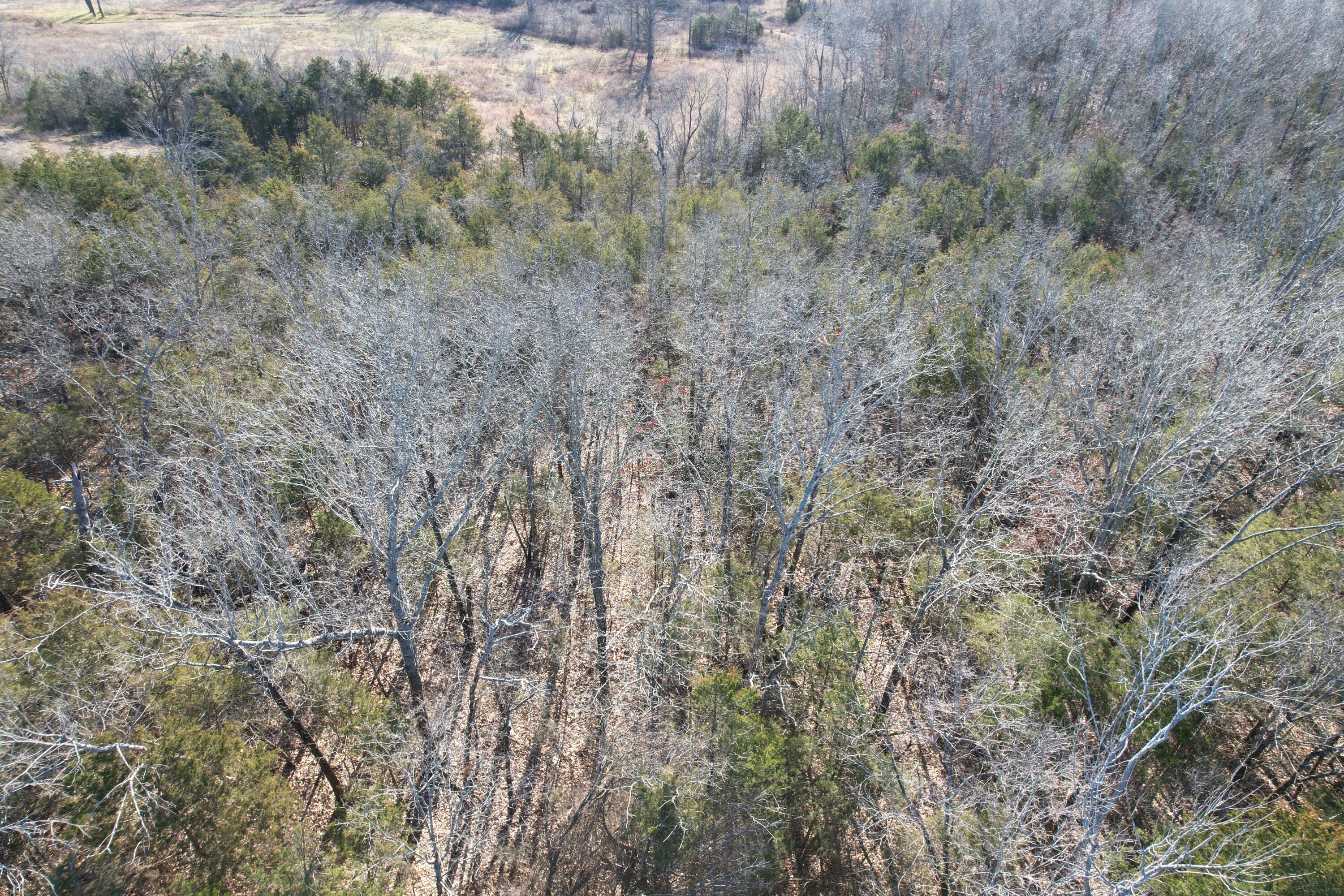 Photo 2 - Land for sale – 000  County Road 904   Theodosia, MO