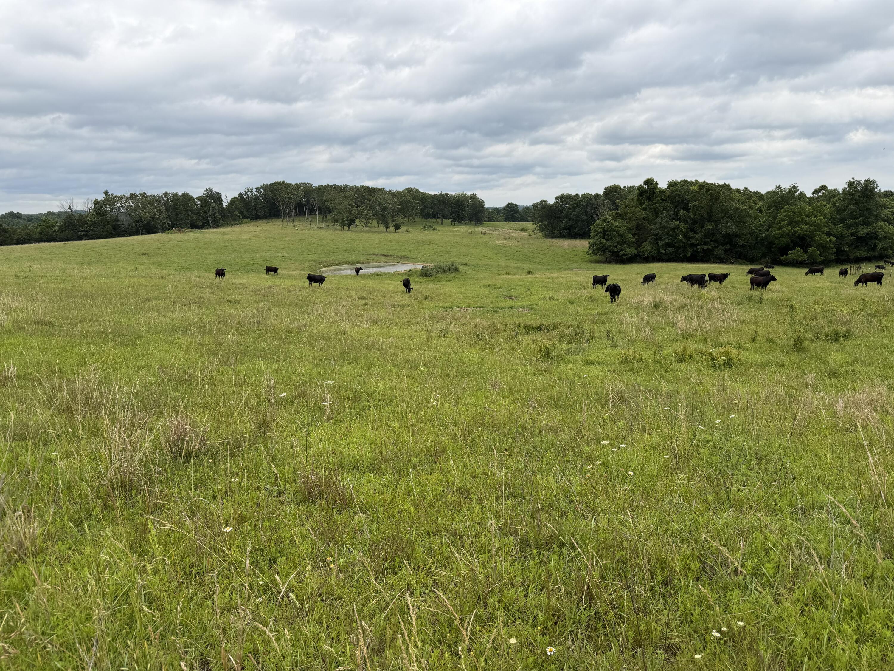 Photo 42 - Farm for sale – 000  N Highway   Squires, MO