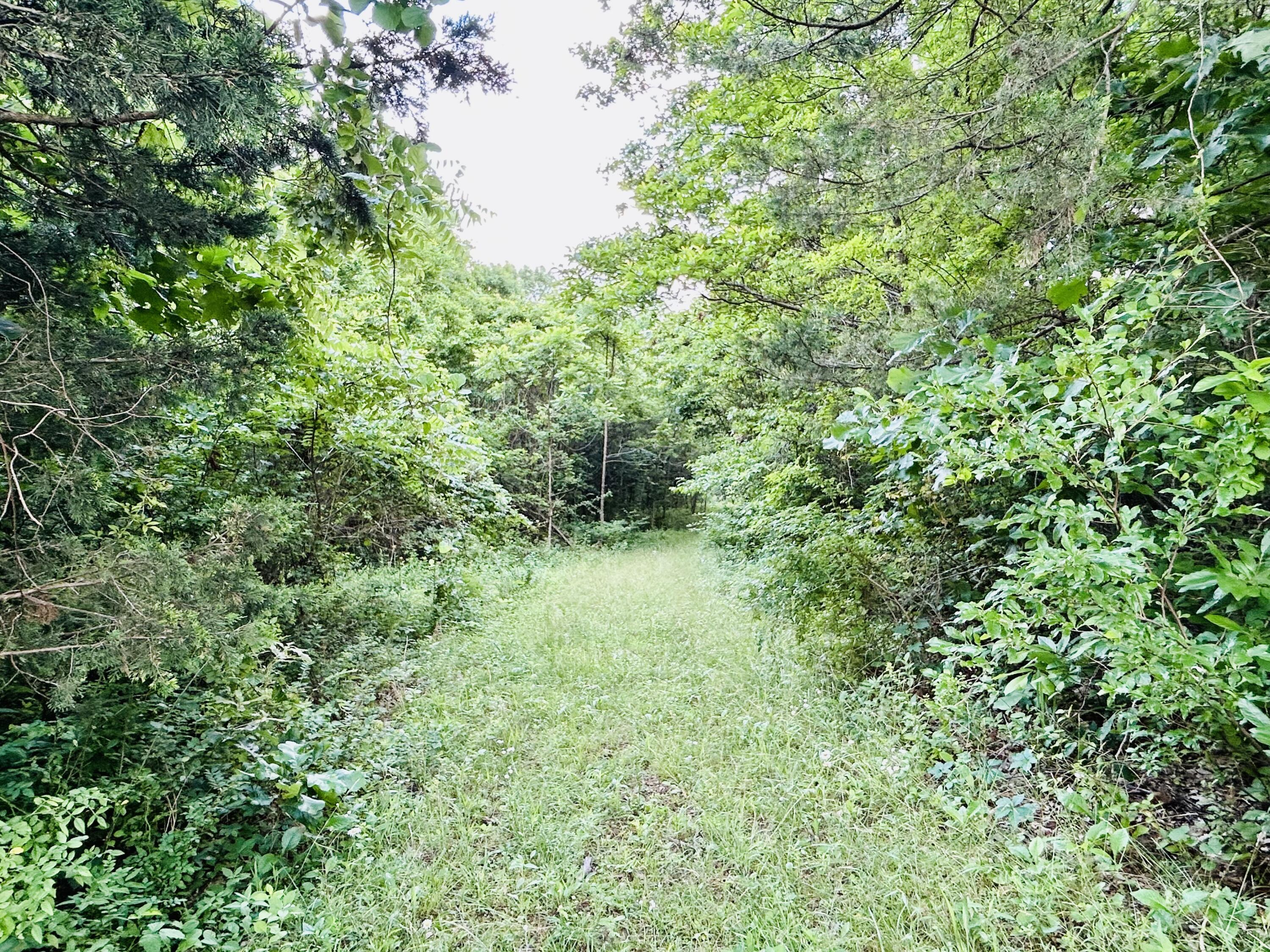 Photo 8 - Land for sale – 000  Lawrence 2207, Lot 16   Marionville, MO