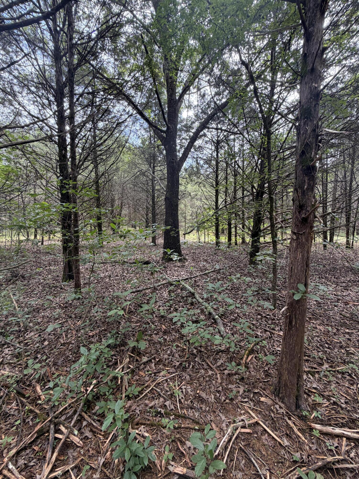 Photo 20 - Land for sale – 000  County Road 318   Tecumseh, MO