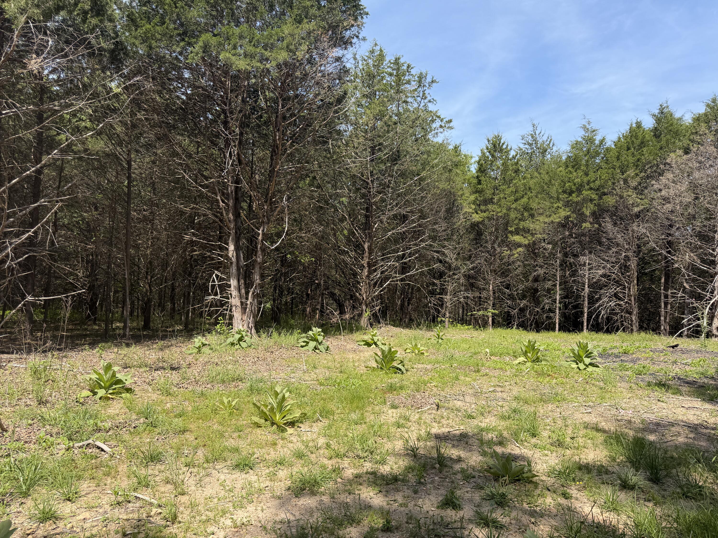 Photo 30 - Land for sale – 000  County Road 318   Tecumseh, MO