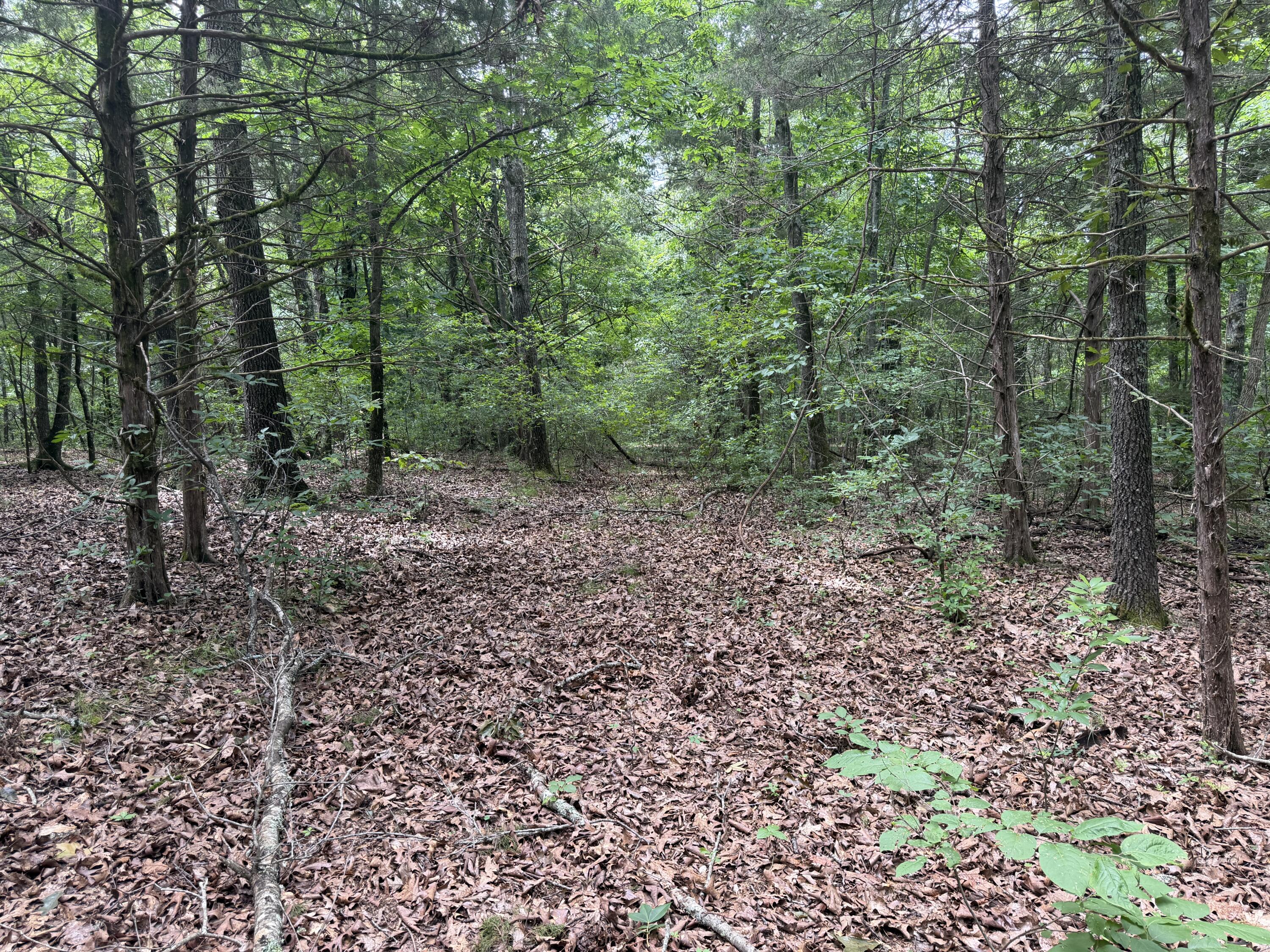 Photo 8 - Land for sale – 000  County Road 318   Tecumseh, MO